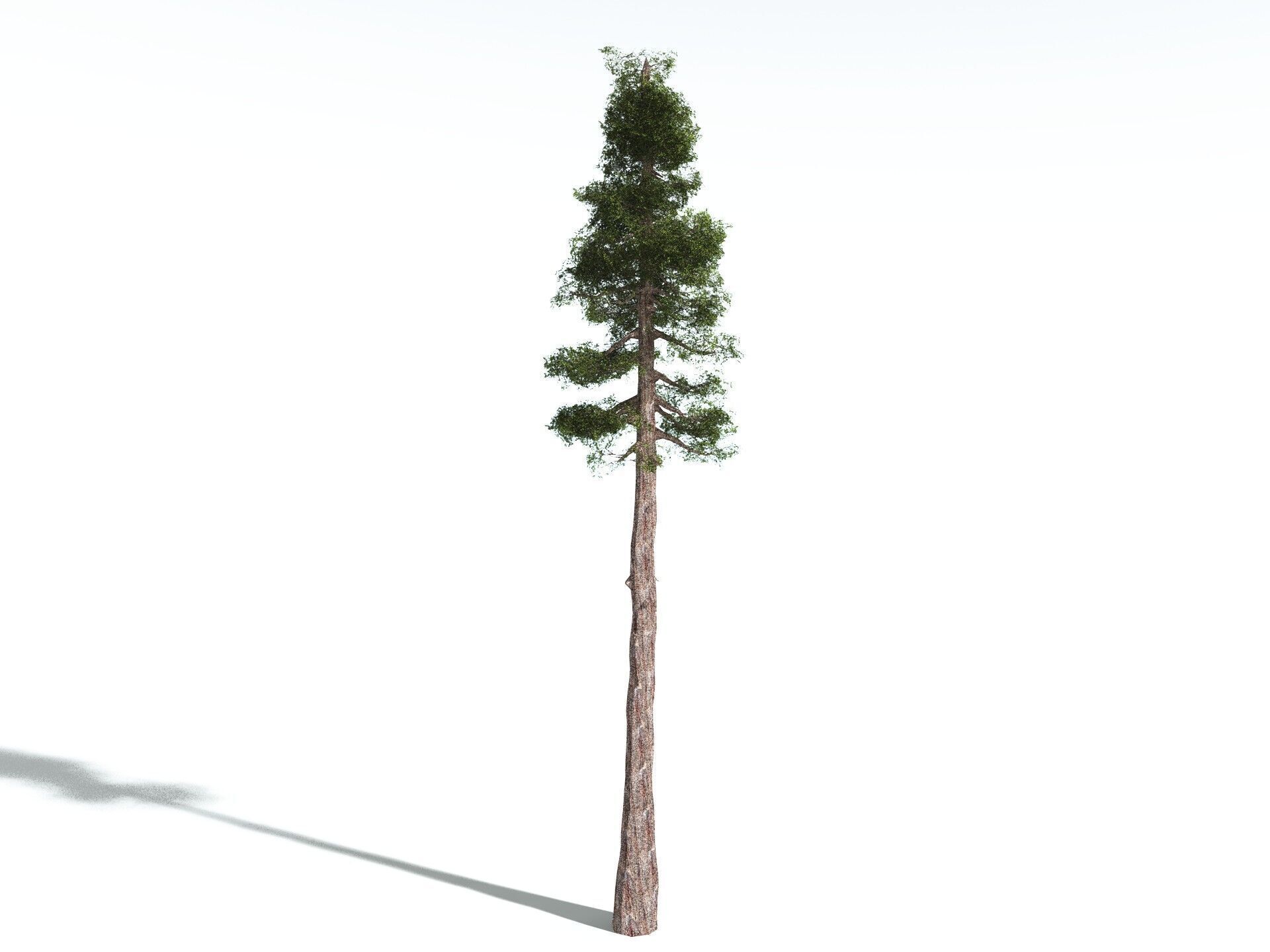 EVERYPlant Coastal Redwood LowPoly Low-poly 3D model_12