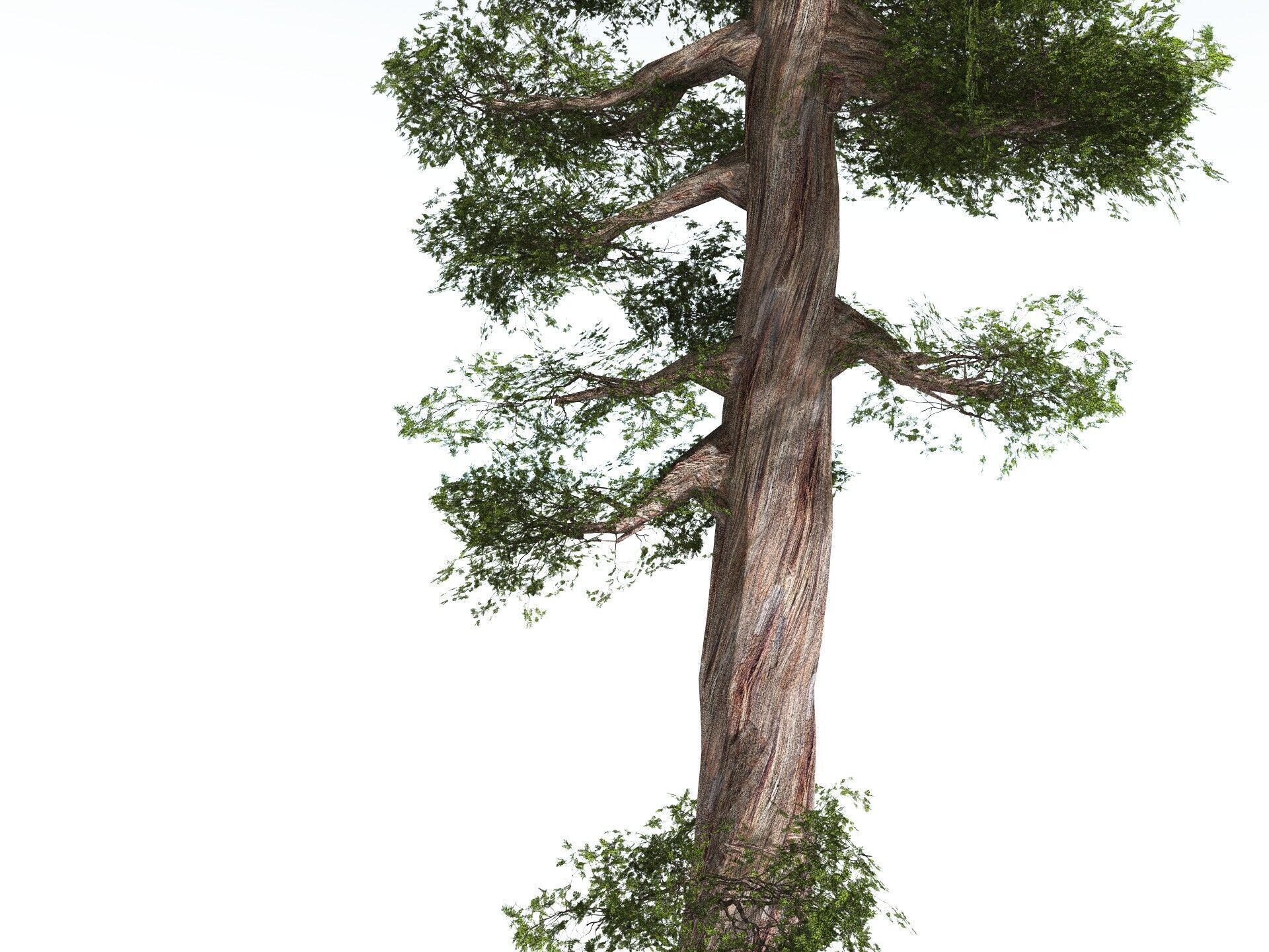 EVERYPlant Coastal Redwood LowPoly Low-poly 3D model_7