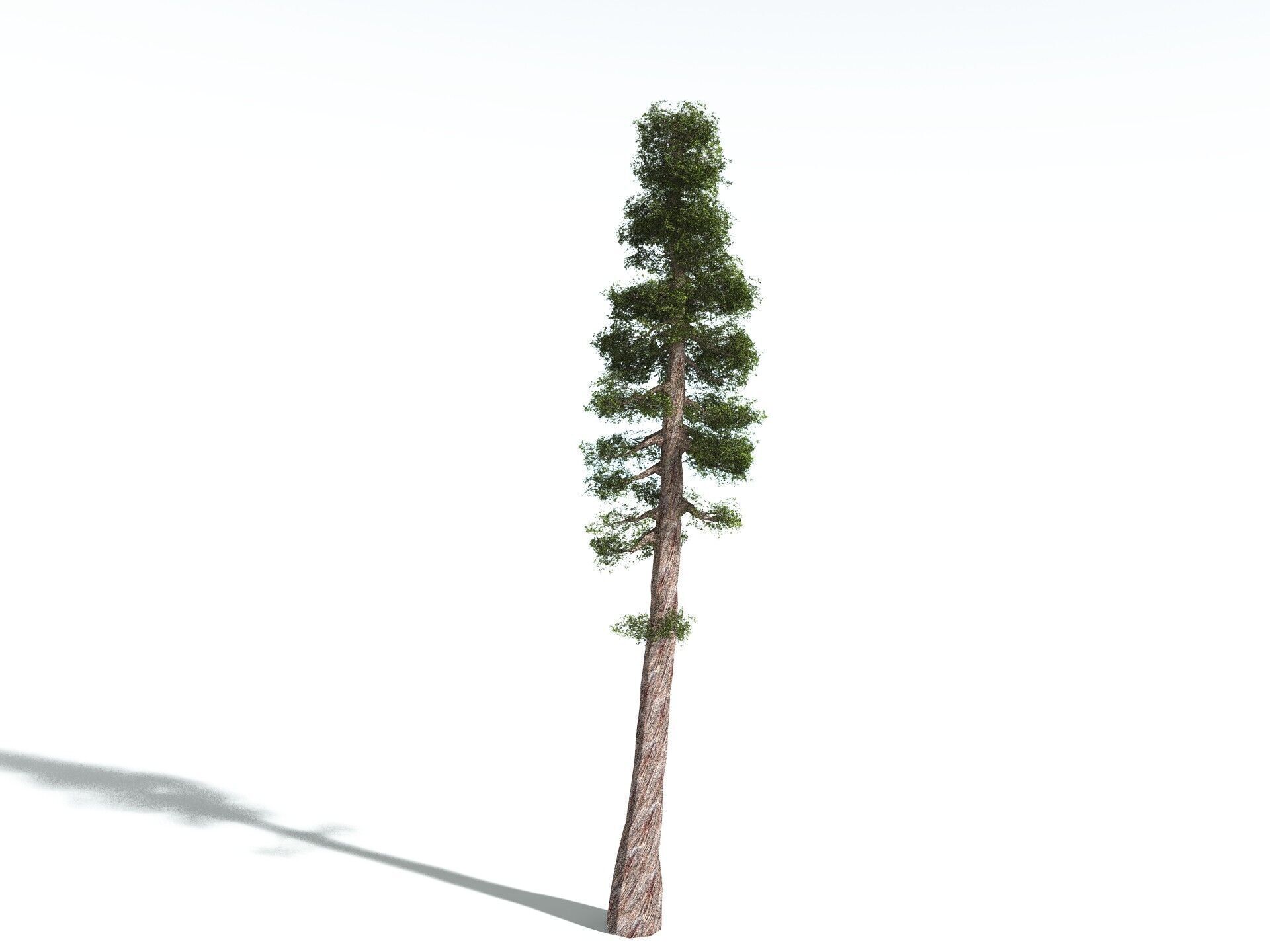 EVERYPlant Coastal Redwood LowPoly Low-poly 3D model_6