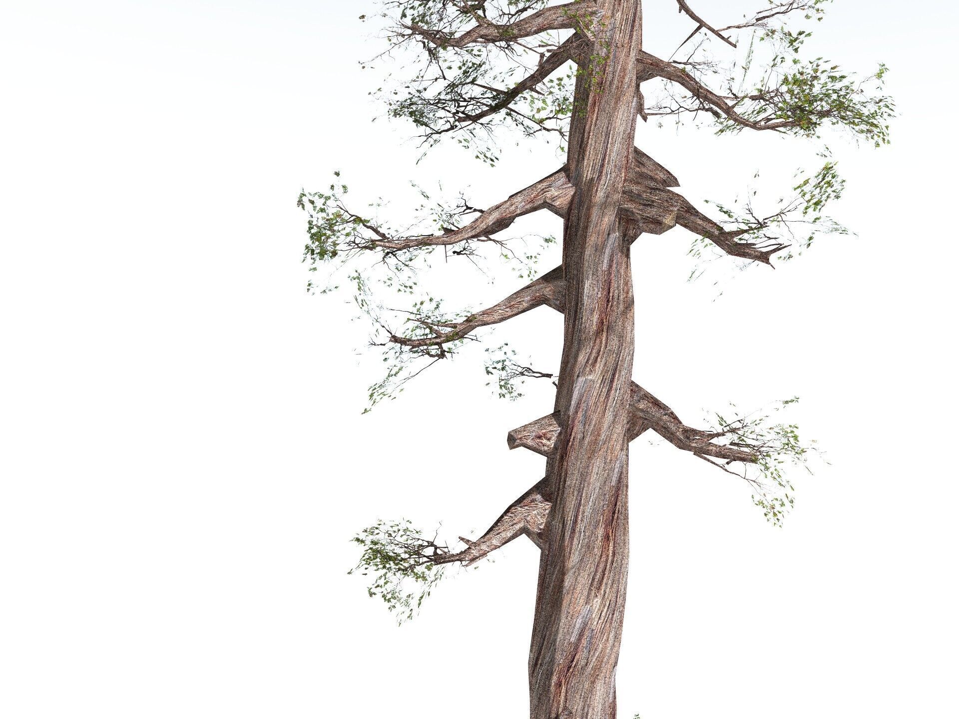 EVERYPlant Coastal Redwood LowPoly Low-poly 3D model_17