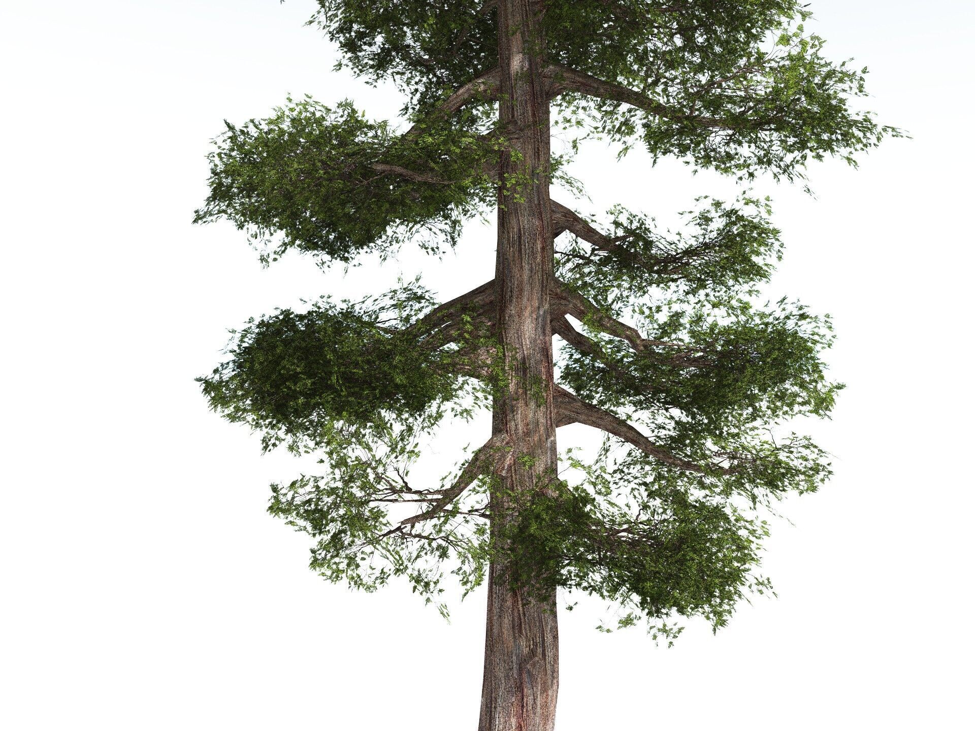 EVERYPlant Coastal Redwood LowPoly Low-poly 3D model_3