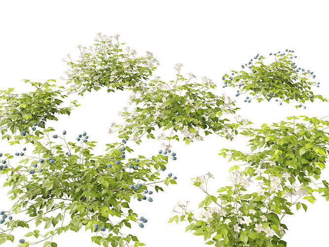 Highpoly - Low poly - Rubus Caesius - European Dewberry Low-poly 3D model