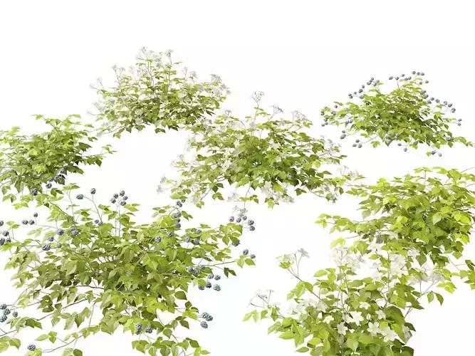 Highpoly - Low poly - Rubus Caesius - European Dewberry