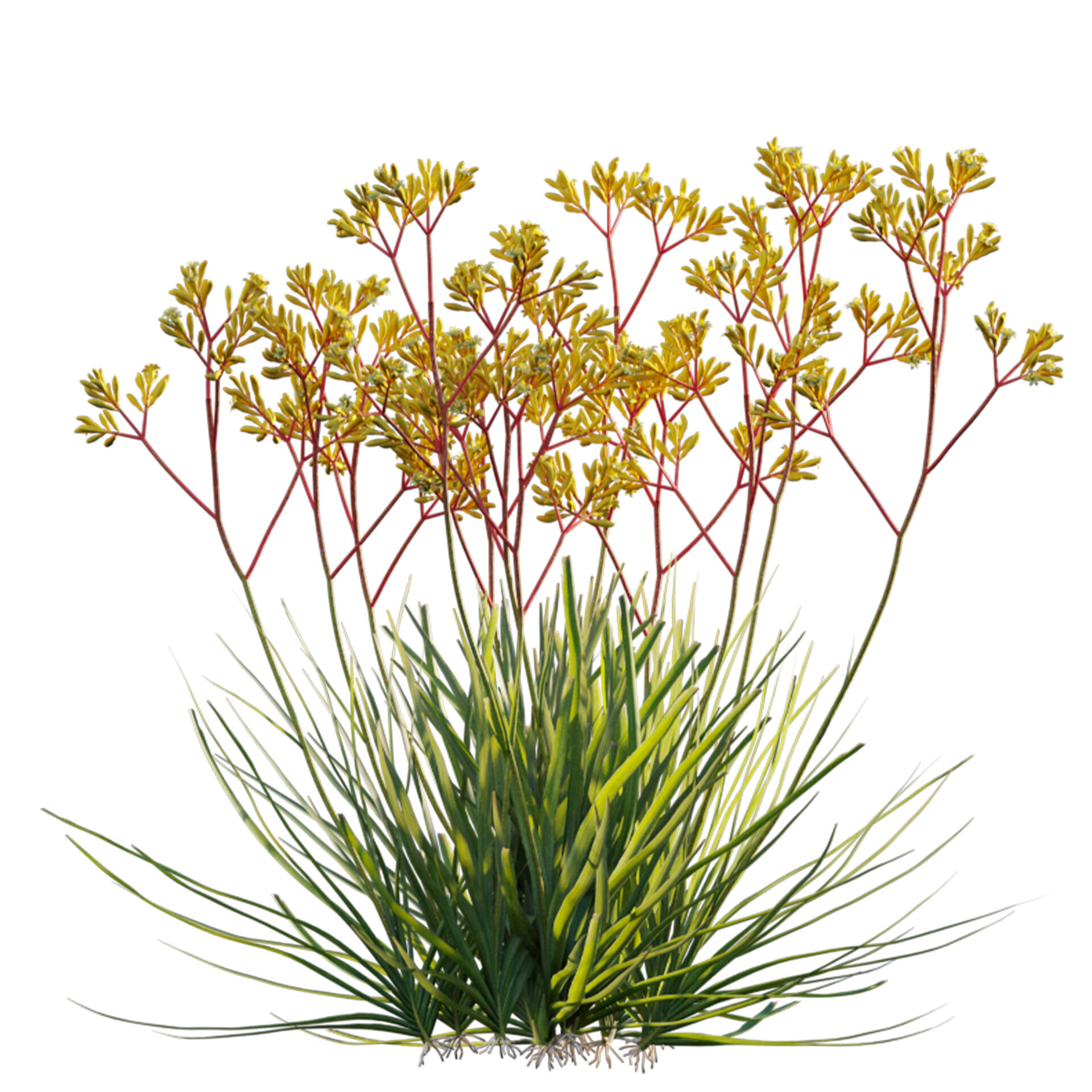 Anigozanthos flavidus - Kangaroo Paw 01 3D model_2