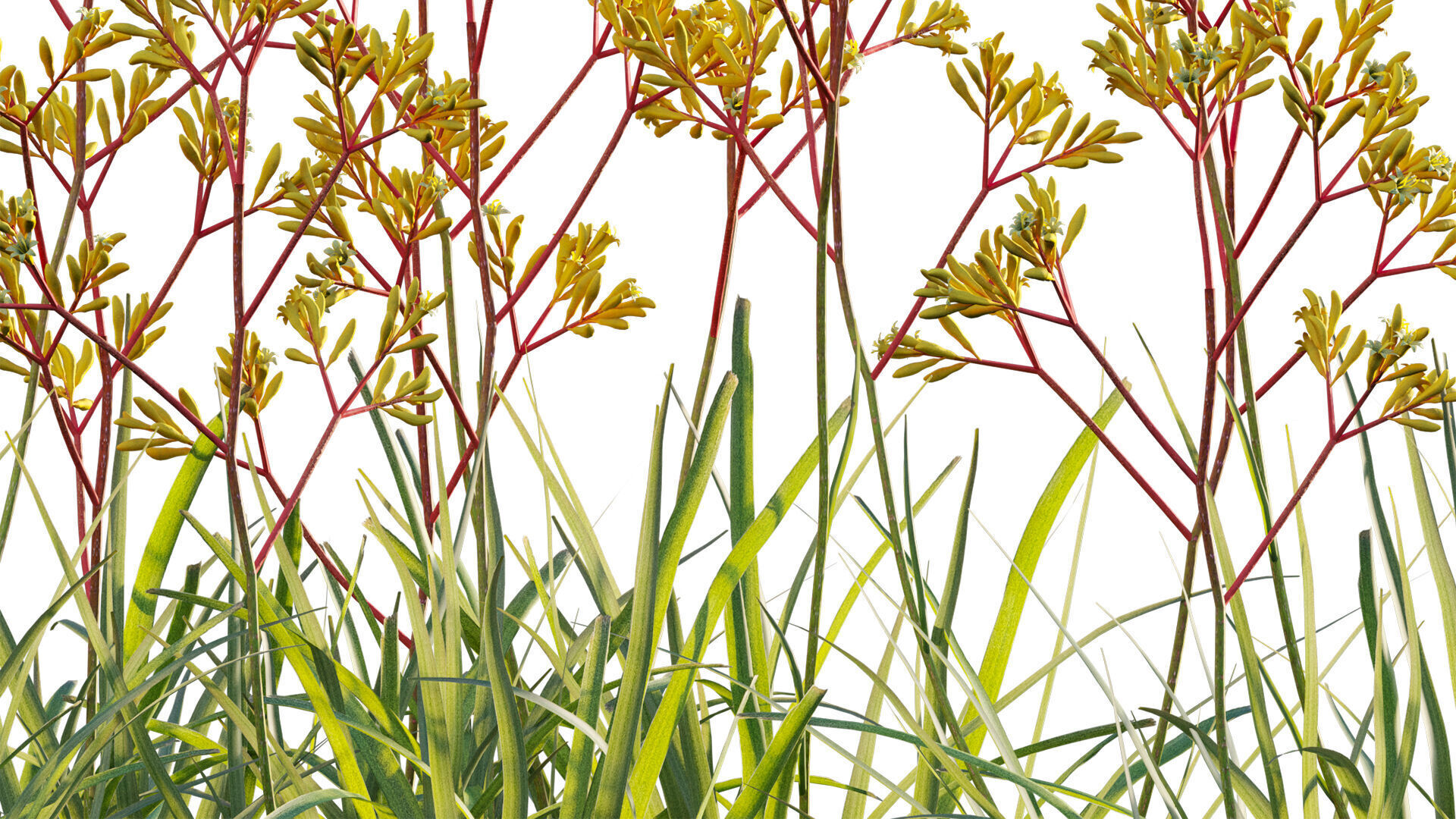 Anigozanthos flavidus - Kangaroo Paw 01 3D model_9
