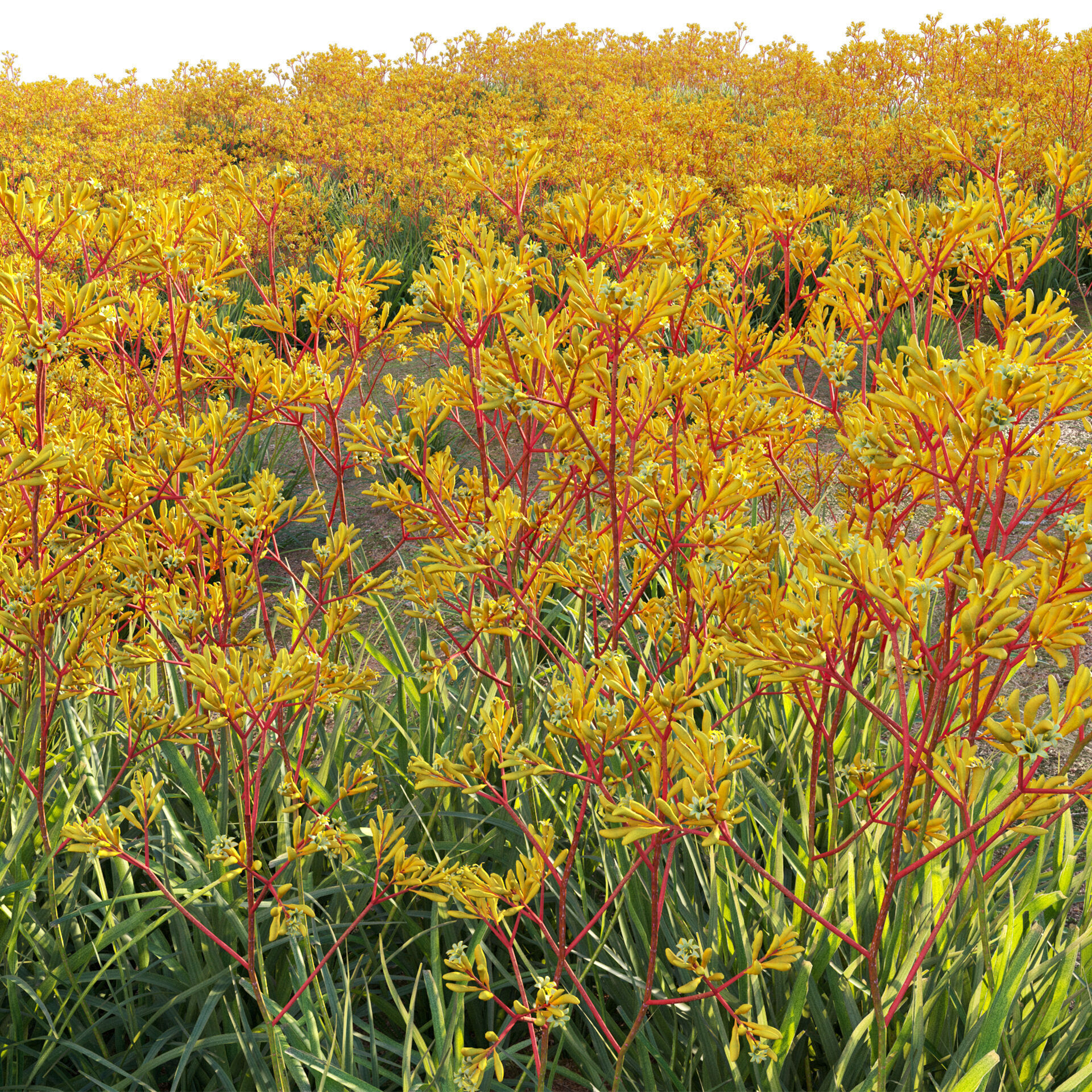 Anigozanthos flavidus - Kangaroo Paw 01 3D model_6