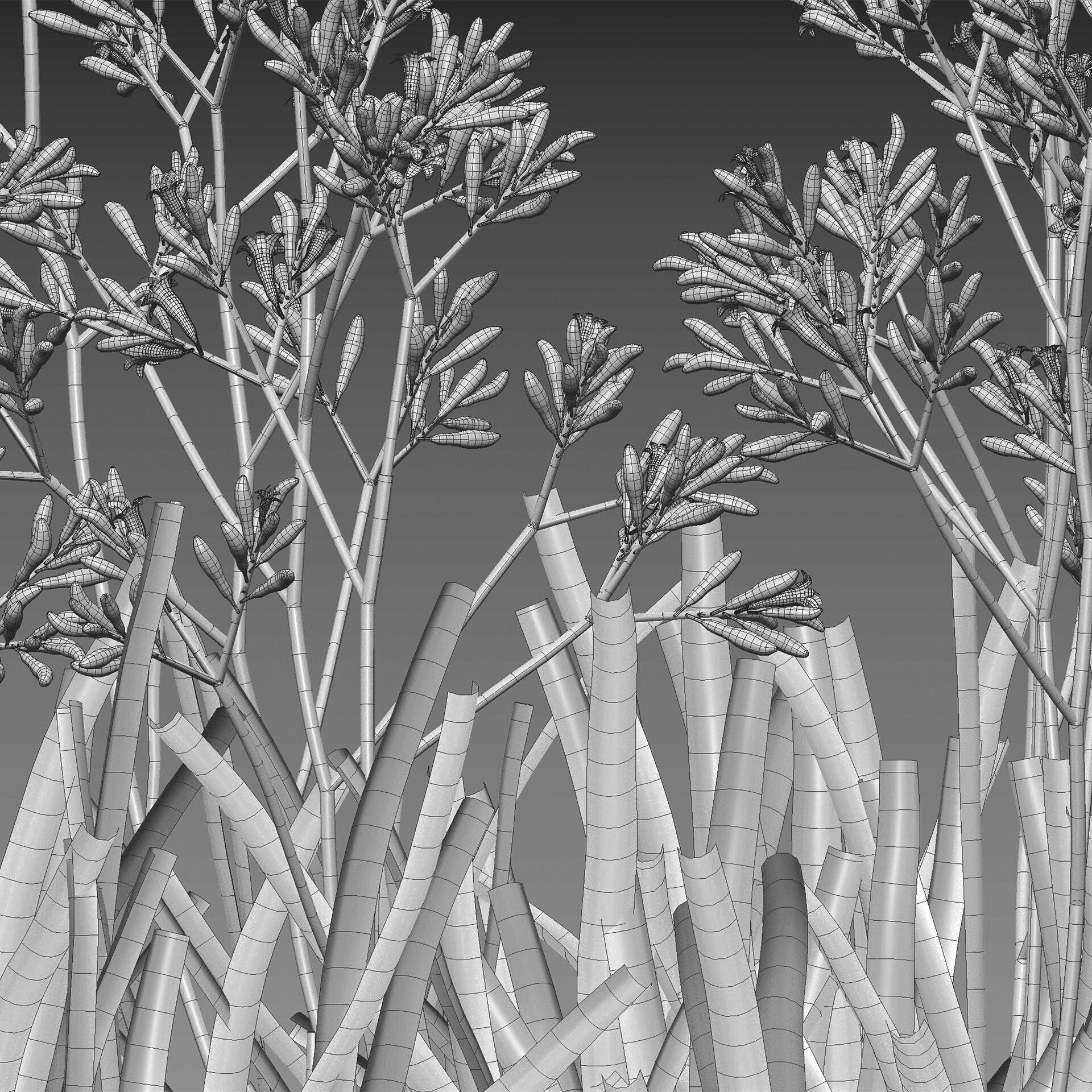 Anigozanthos flavidus - Kangaroo Paw 01 - GrowFX 3D model_7