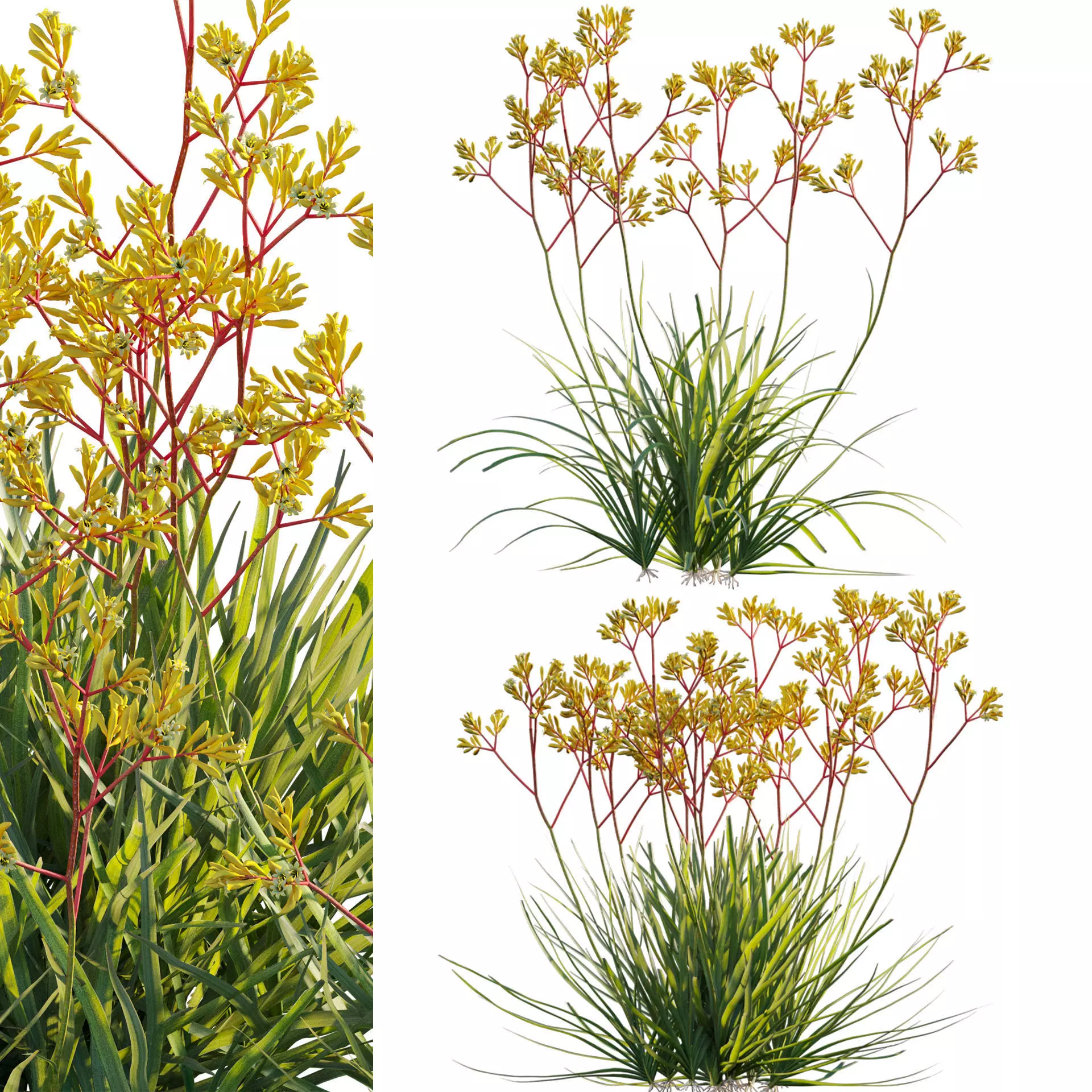Anigozanthos flavidus - Kangaroo Paw 01 - GrowFX 3D model_0