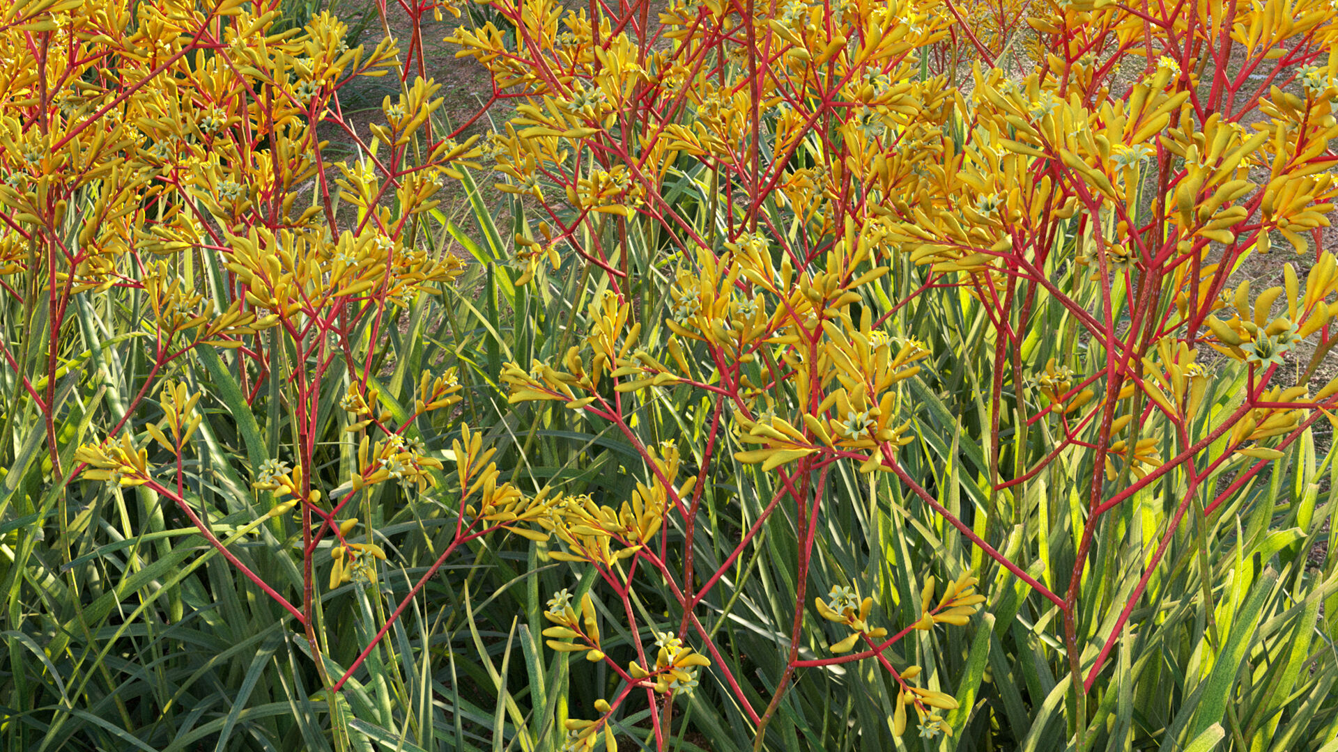 Anigozanthos flavidus - Kangaroo Paw 01 - GrowFX 3D model_11