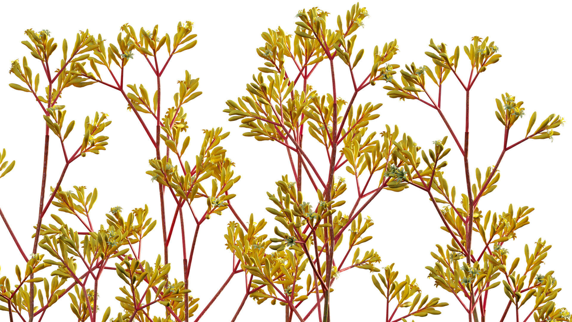Anigozanthos flavidus - Kangaroo Paw 01 - GrowFX 3D model_8