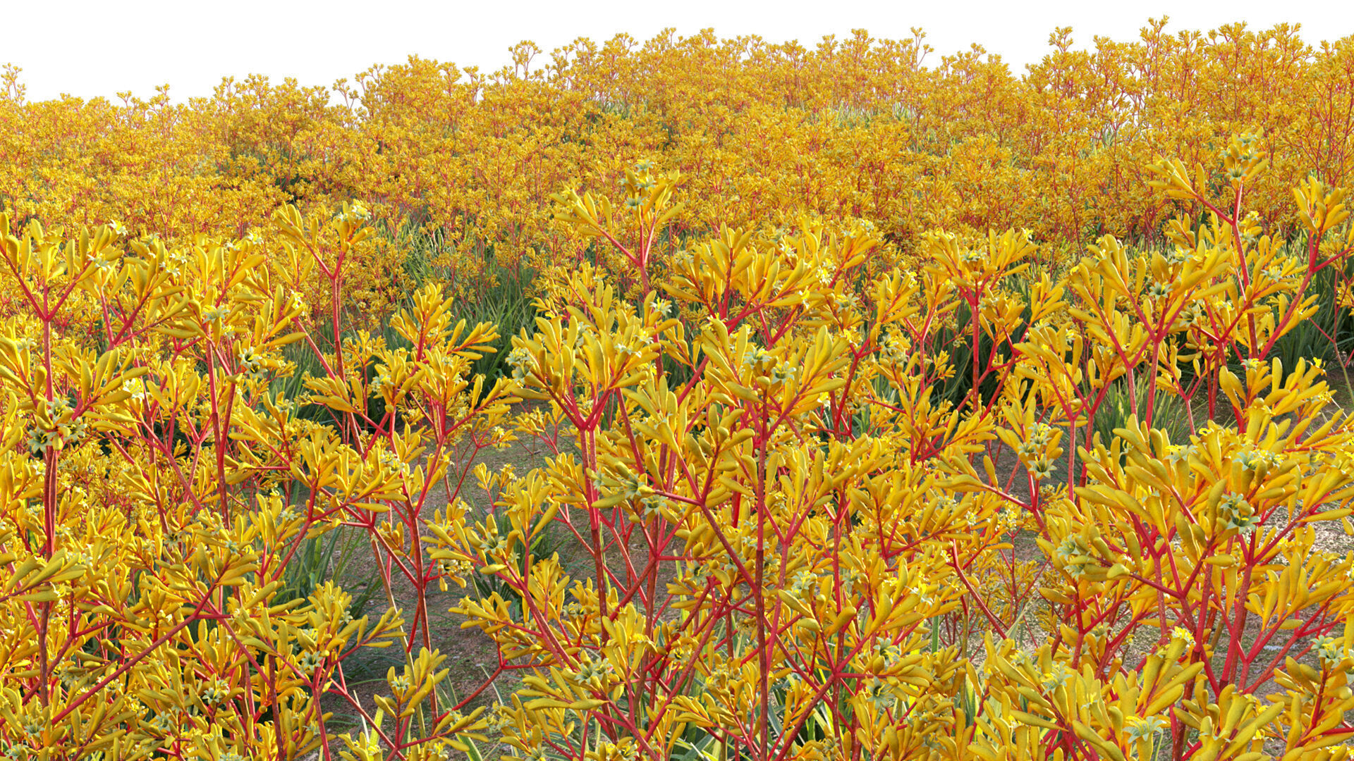 Anigozanthos flavidus - Kangaroo Paw 01 - GrowFX 3D model_12