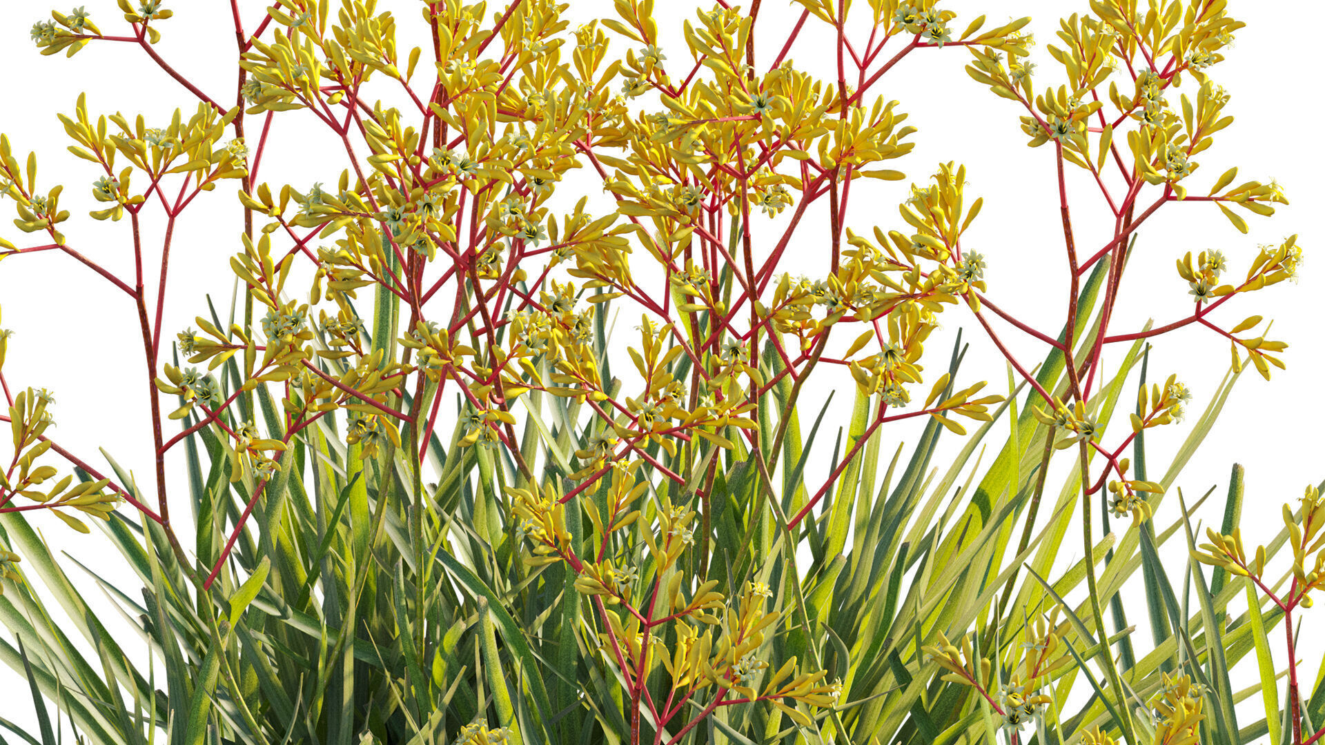 Anigozanthos flavidus - Kangaroo Paw 01 - GrowFX 3D model_10