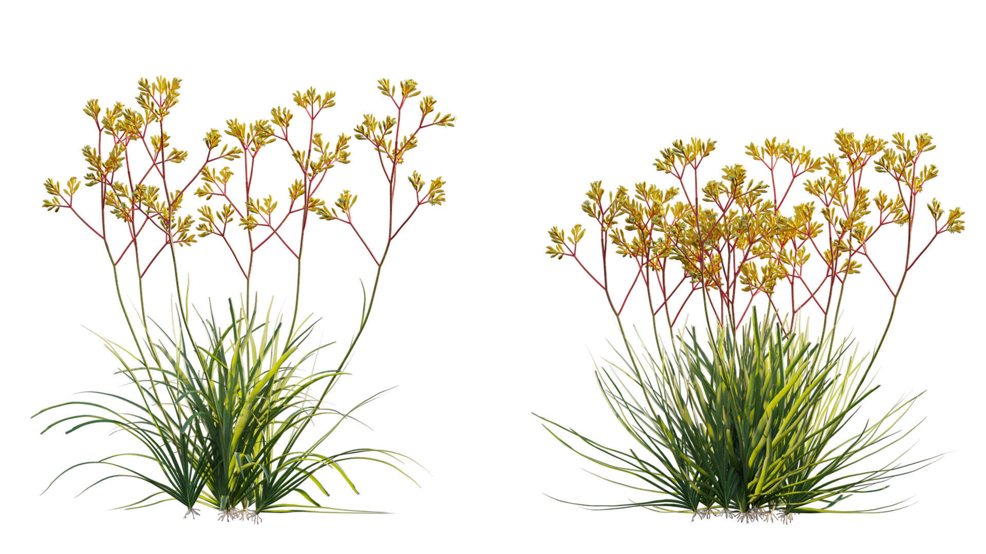 Anigozanthos flavidus - Kangaroo Paw 01 - GrowFX 3D model_3
