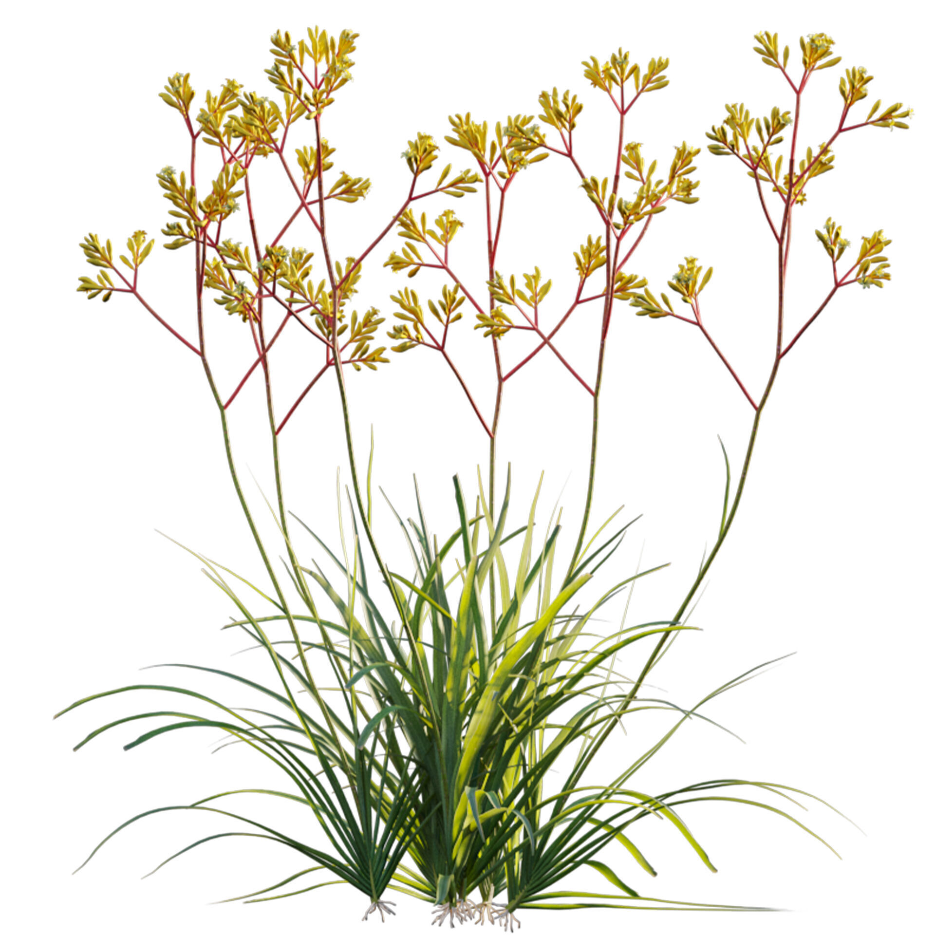 Anigozanthos flavidus - Kangaroo Paw 01 - GrowFX 3D model_1