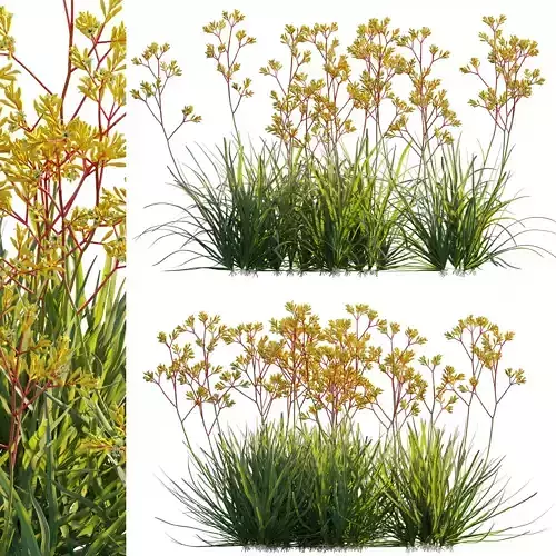 Anigozanthos flavidus - Kangaroo Paw 02 - GrowFX