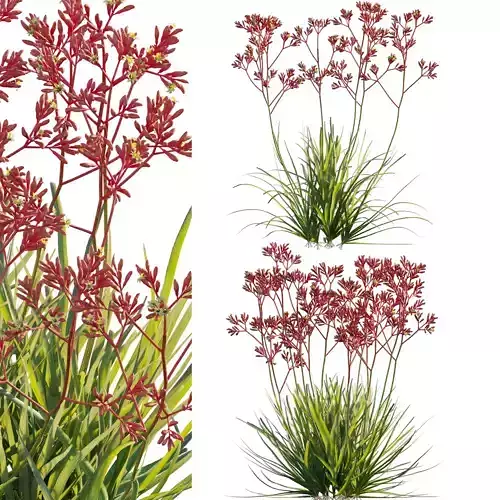 Anigozanthos flavidus - Kangaroo Paw 03 - GrowFX