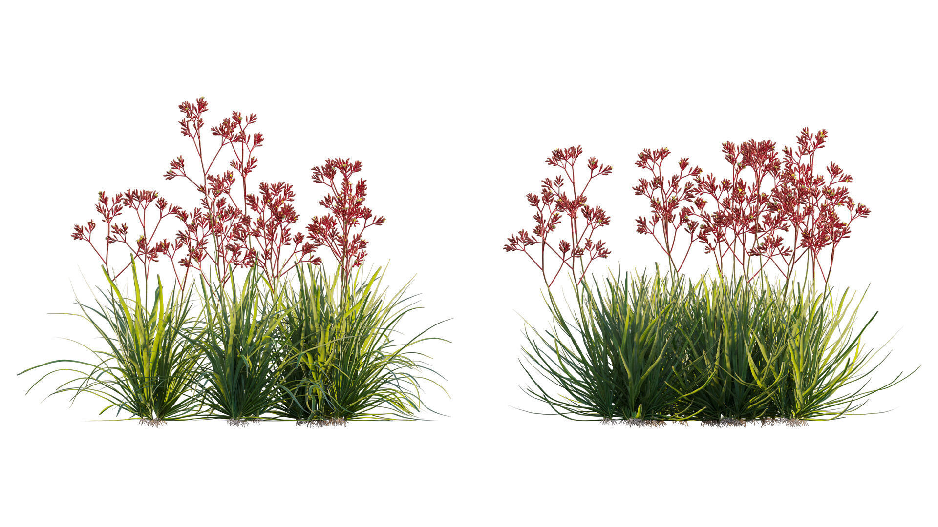 Anigozanthos flavidus - Kangaroo Paw 04 - GrowFX 3D model_7