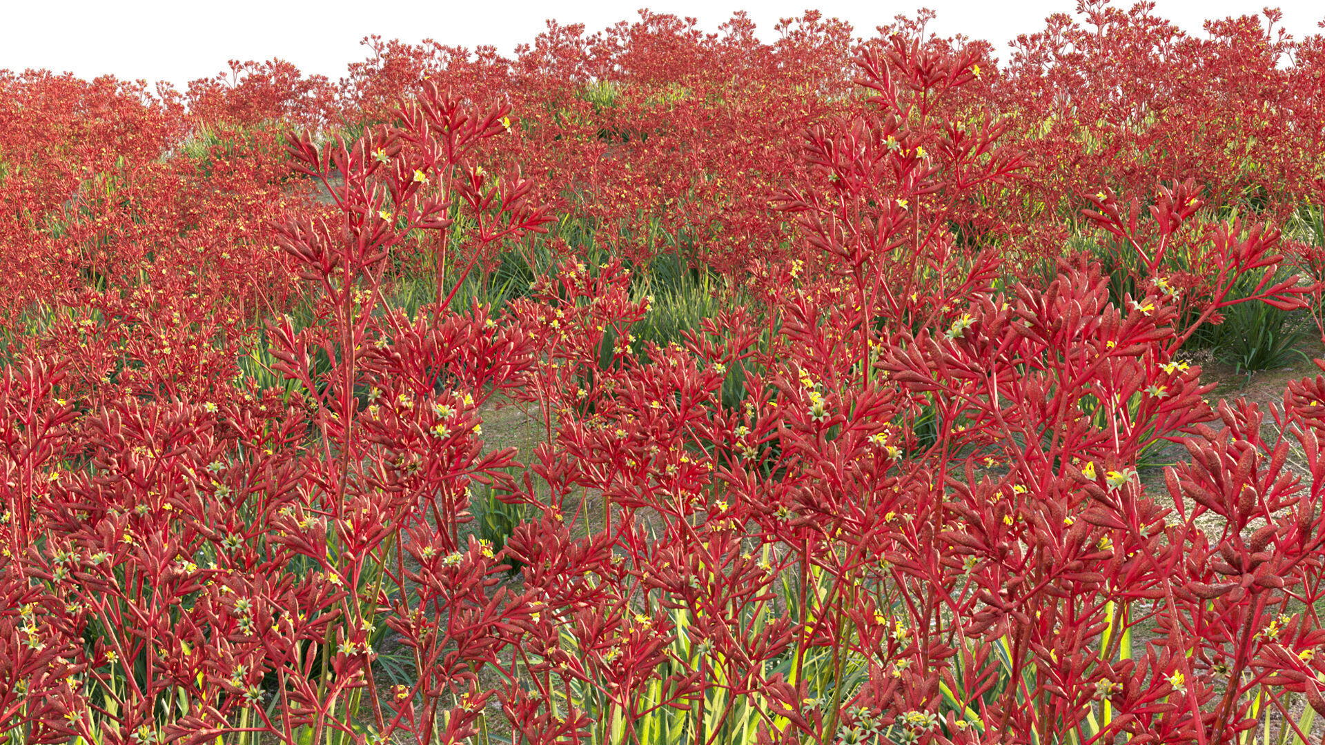 Anigozanthos flavidus - Kangaroo Paw 04 - GrowFX 3D model_11