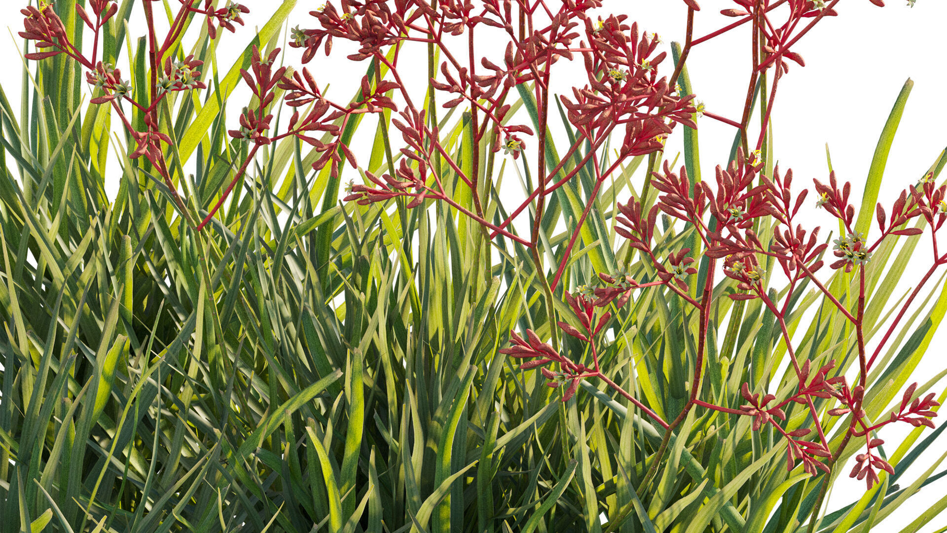 Anigozanthos flavidus - Kangaroo Paw 04 - GrowFX 3D model_10