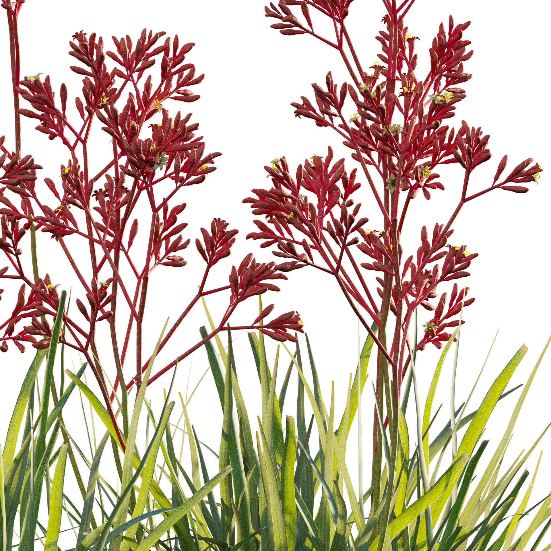Anigozanthos flavidus - Kangaroo Paw 04 - GrowFX 3D model_3