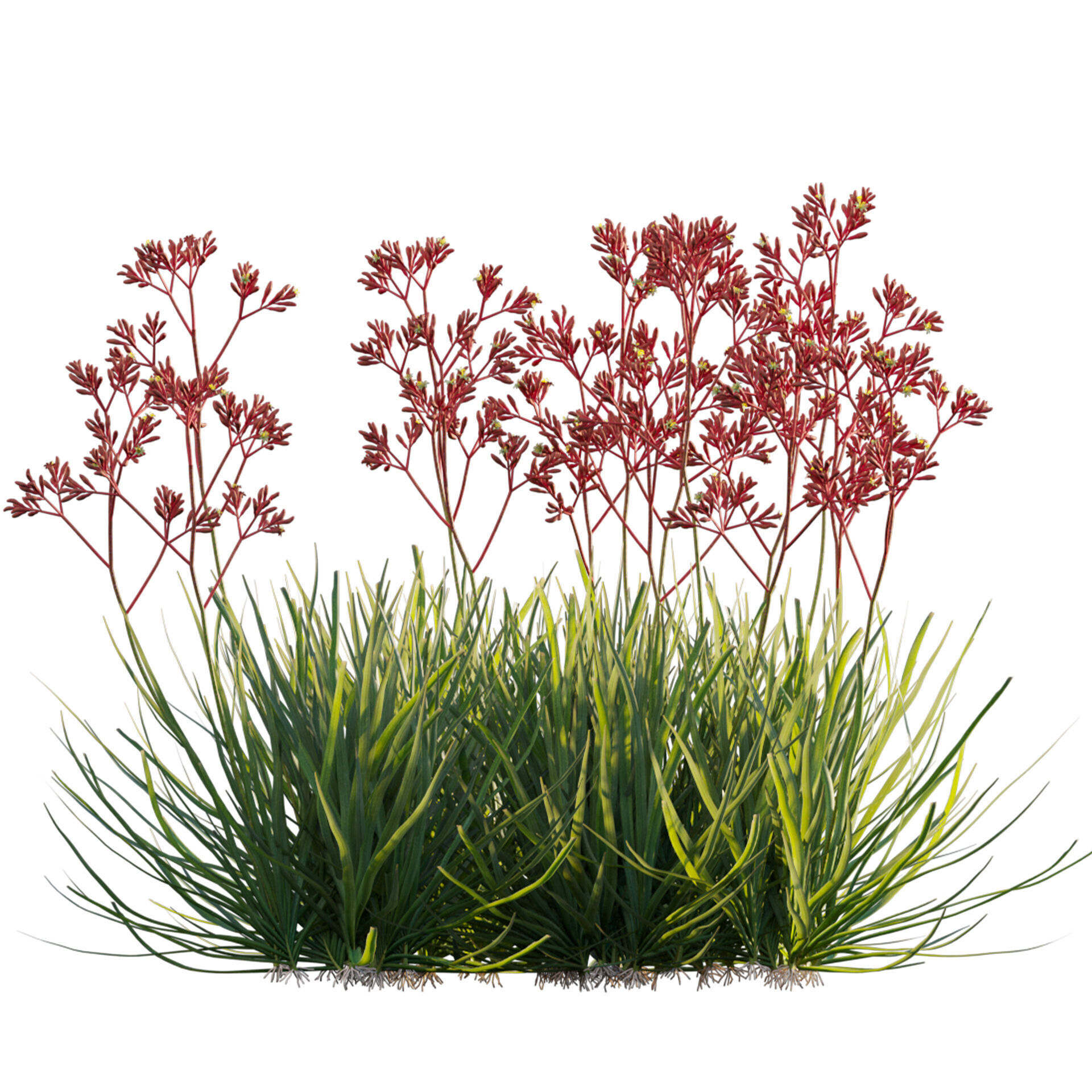 Anigozanthos flavidus - Kangaroo Paw 04 - GrowFX 3D model_2