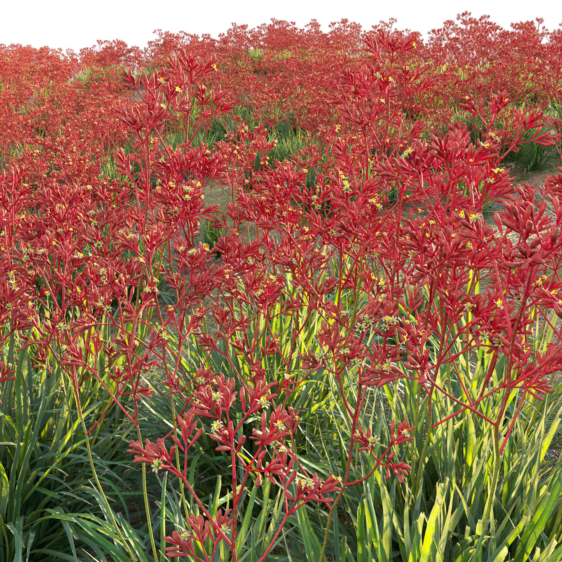 Anigozanthos flavidus - Kangaroo Paw 04 - GrowFX 3D model_5