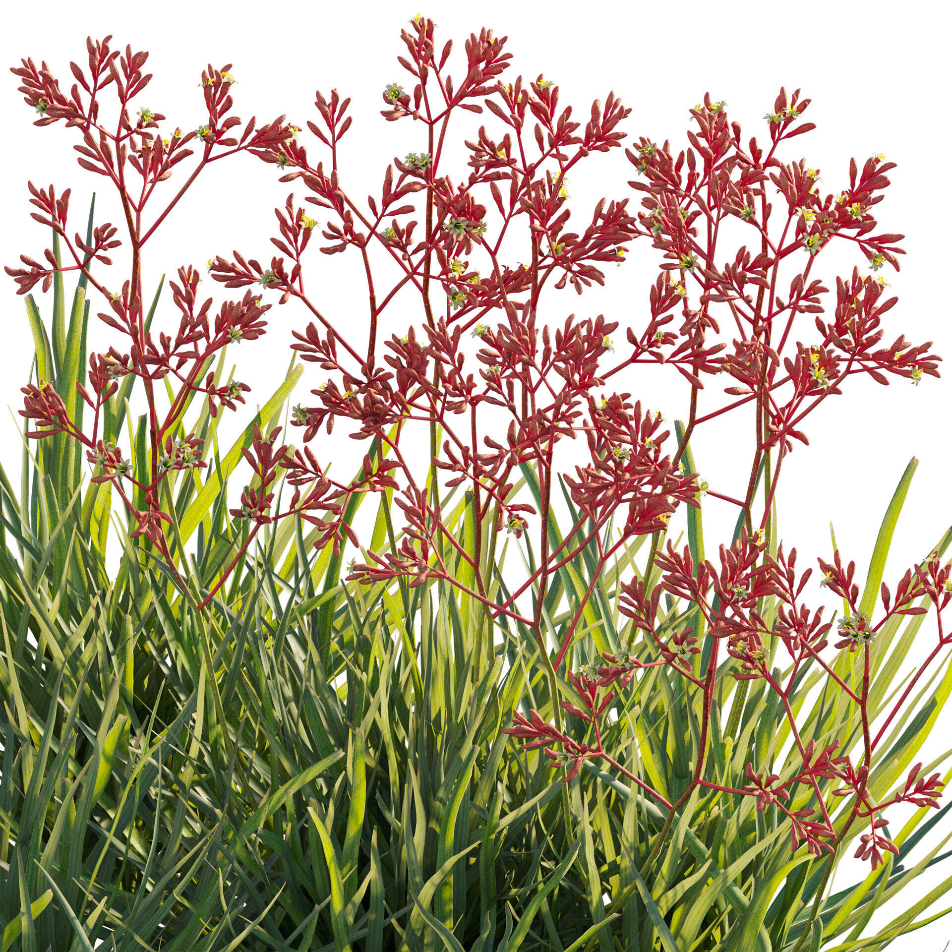 Anigozanthos flavidus - Kangaroo Paw 04 - GrowFX 3D model_4