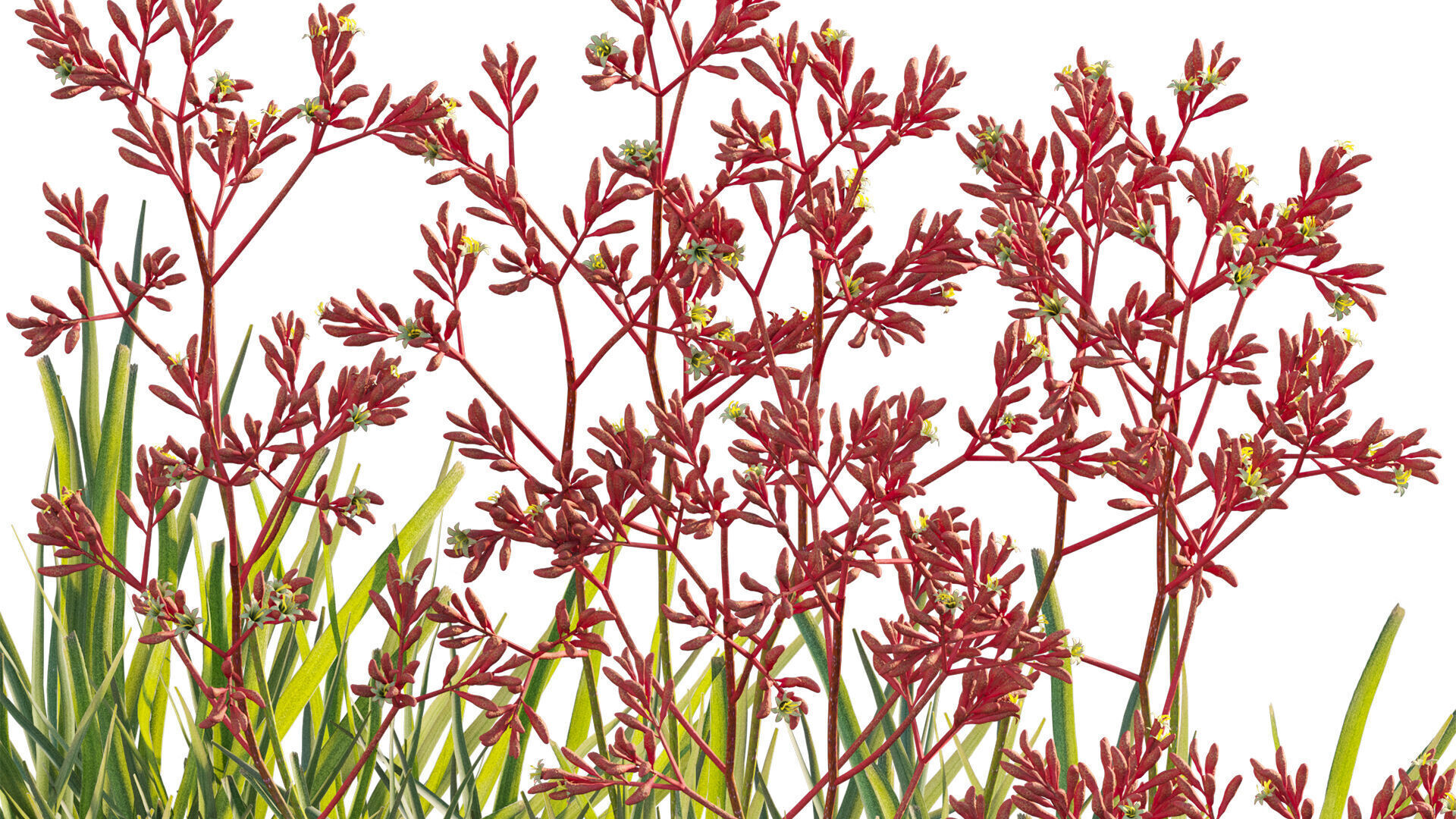 Anigozanthos flavidus - Kangaroo Paw 04 - GrowFX 3D model_9