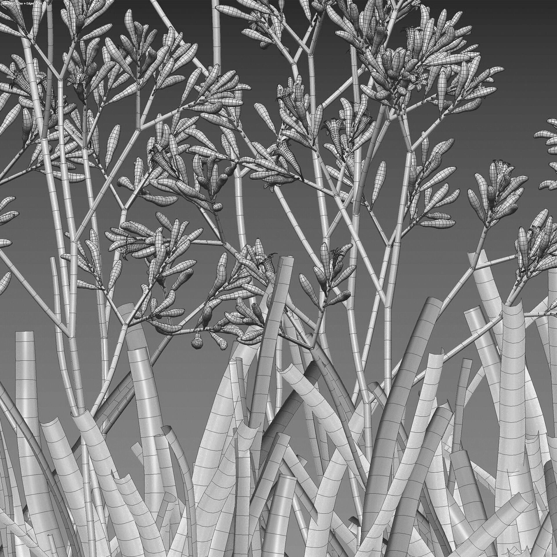 Anigozanthos flavidus - Kangaroo Paw 04 - GrowFX 3D model_6