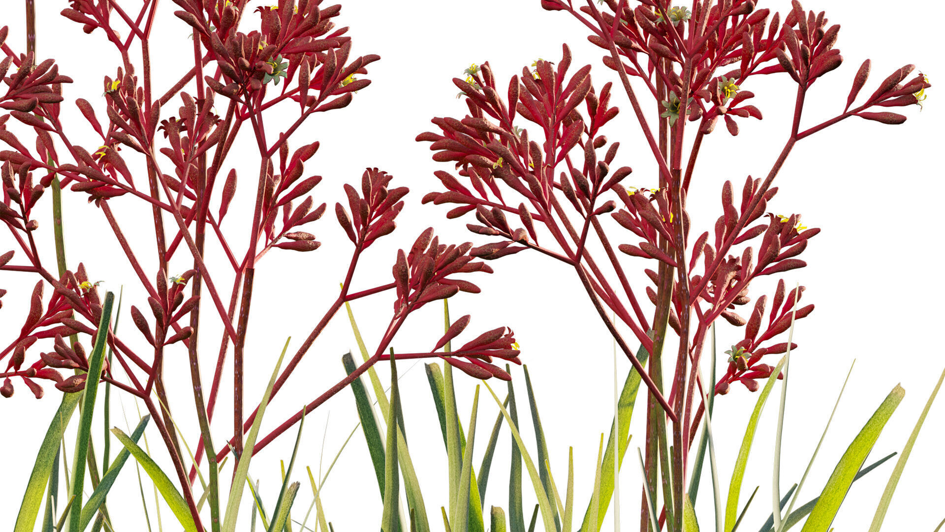 Anigozanthos flavidus - Kangaroo Paw 04 - GrowFX 3D model_8