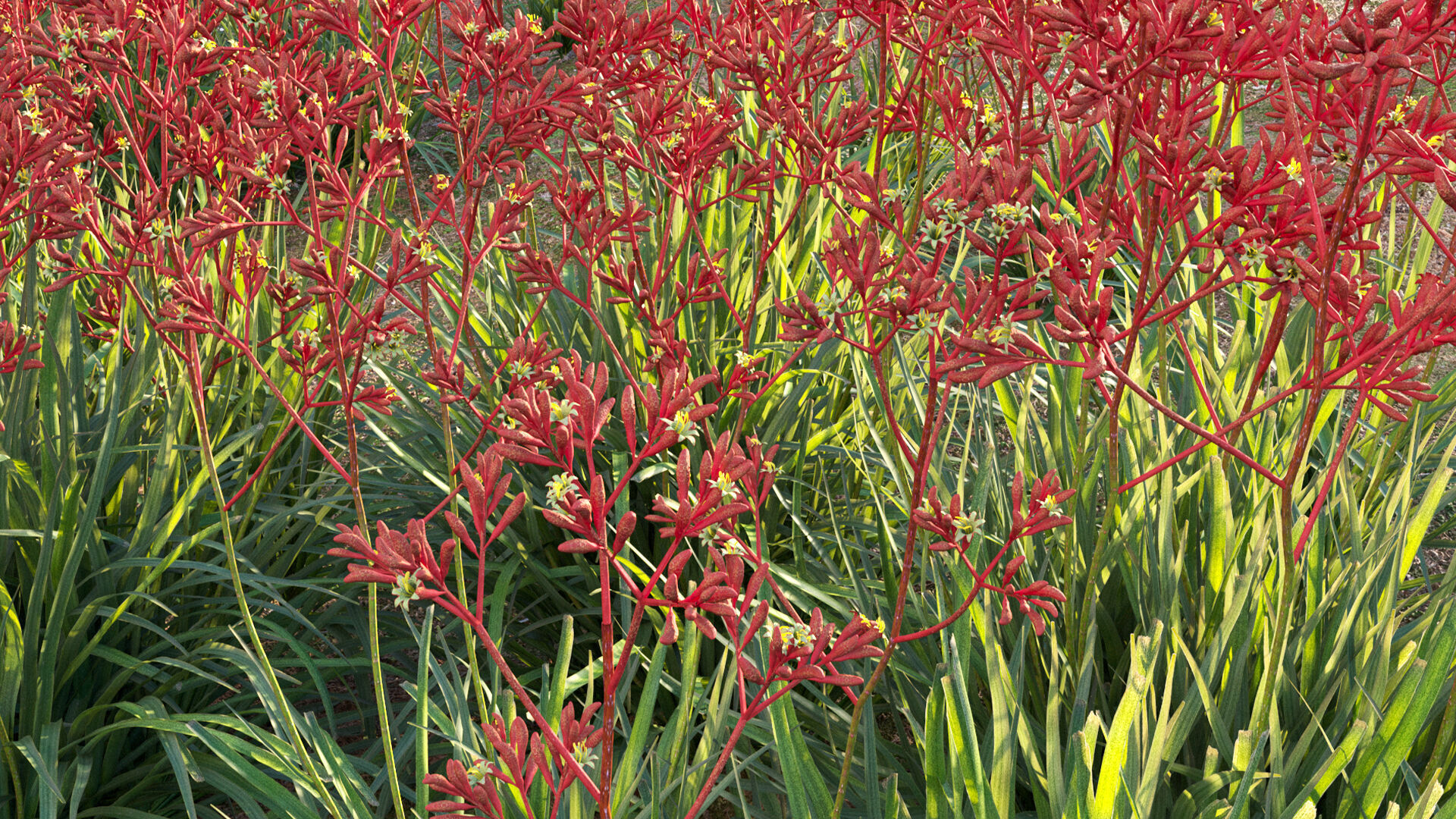 Anigozanthos flavidus - Kangaroo Paw 04 - GrowFX 3D model_12
