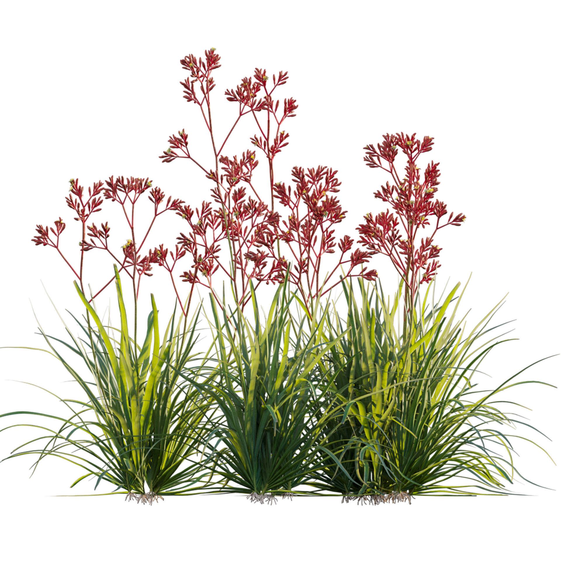 Anigozanthos flavidus - Kangaroo Paw 04 - GrowFX 3D model_1