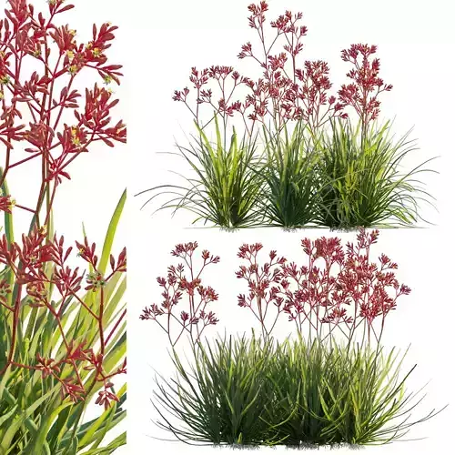 Anigozanthos flavidus - Kangaroo Paw 04