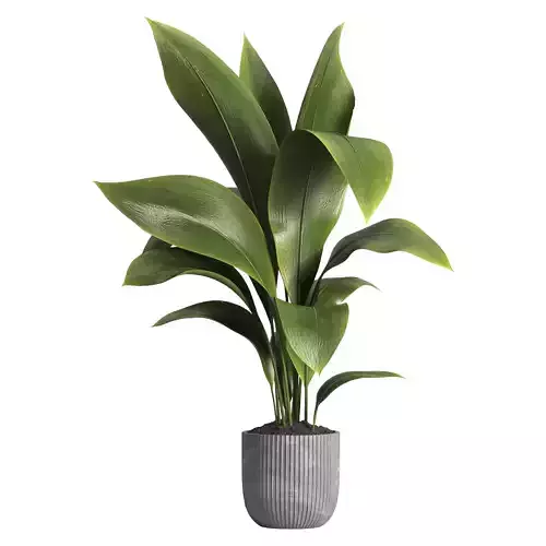 indoor plant 015