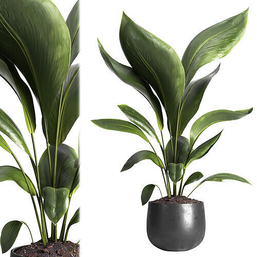 Indoor plant 016 3D model