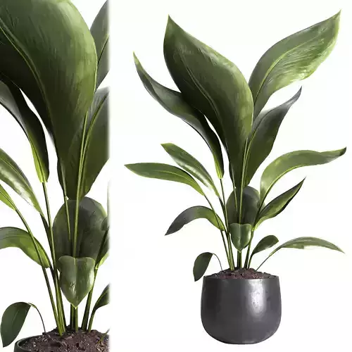Indoor plant 016