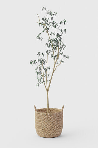 Faux Silver Dollar Eucalyptus Tree 3D model