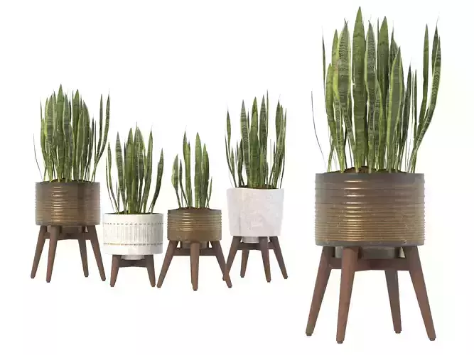 Sansevieria Plant Set