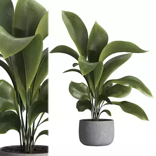 indoor plant 022