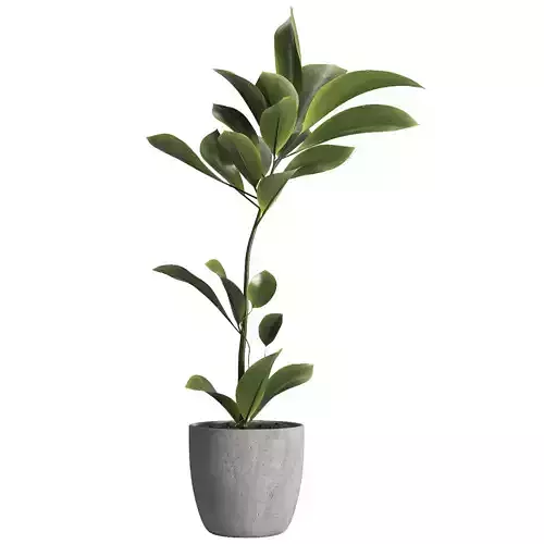 indoor plant 023