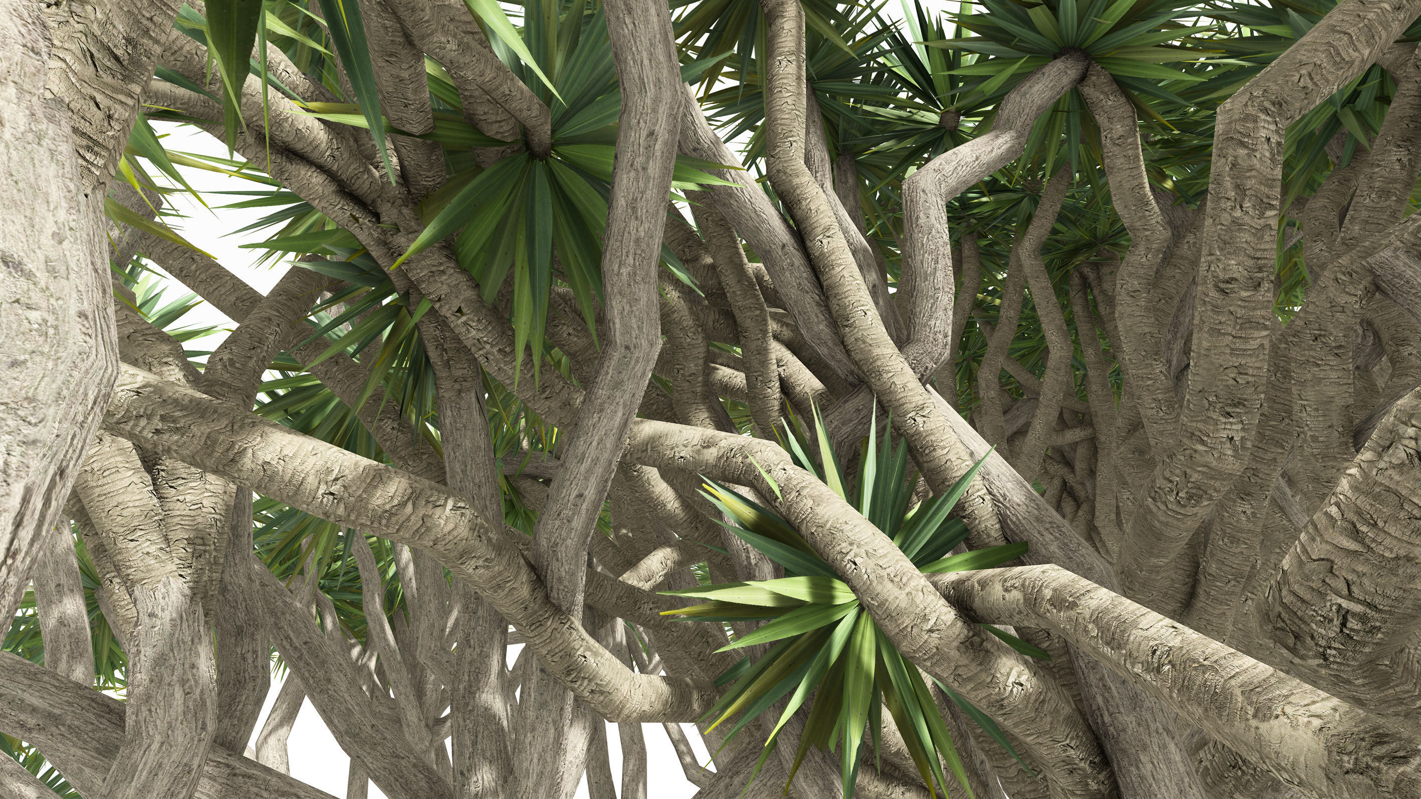 Dracaena Hero- 02 Low-poly 3D model_6