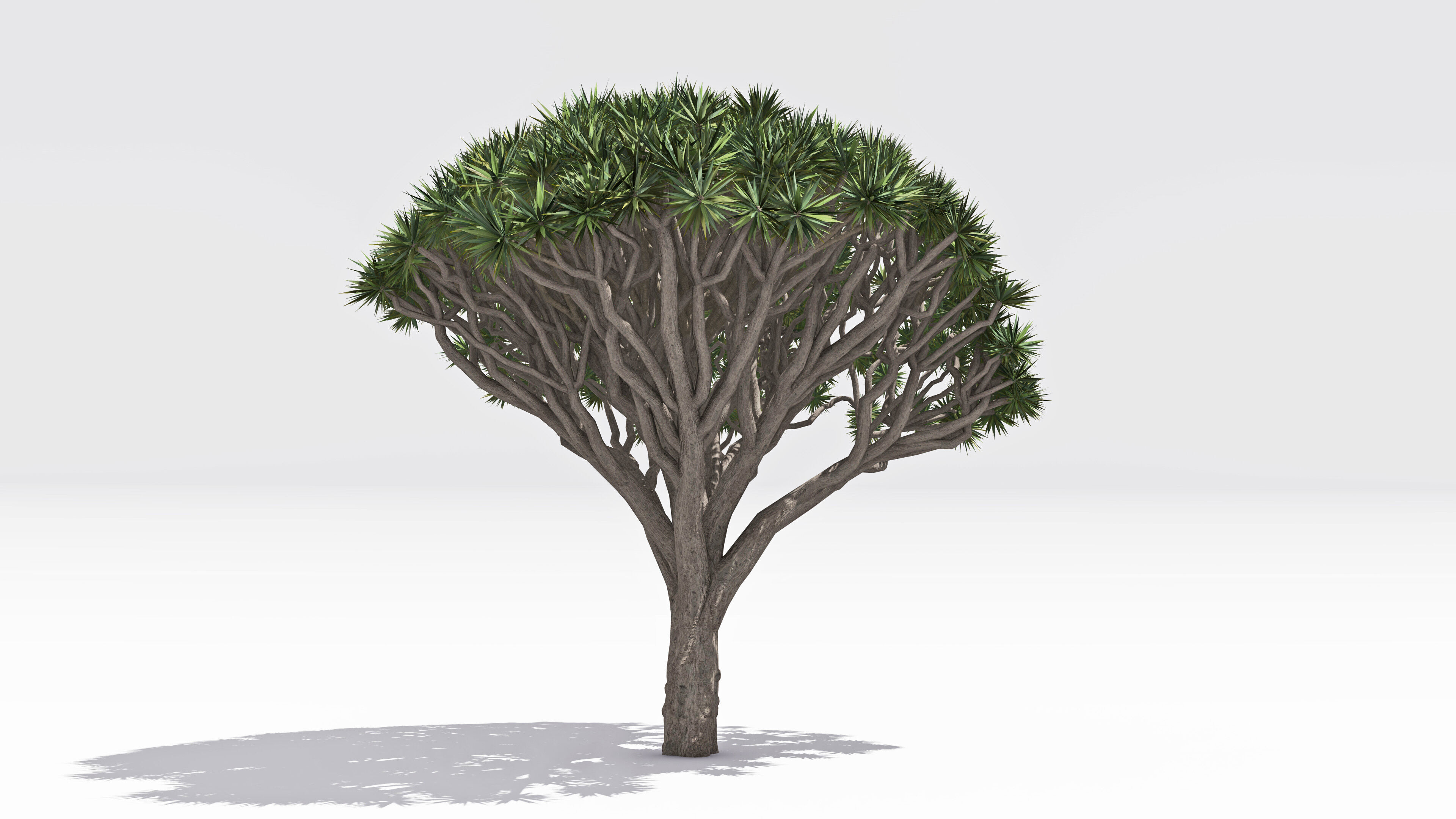 Dracaena Hero- 02 Low-poly 3D model_2
