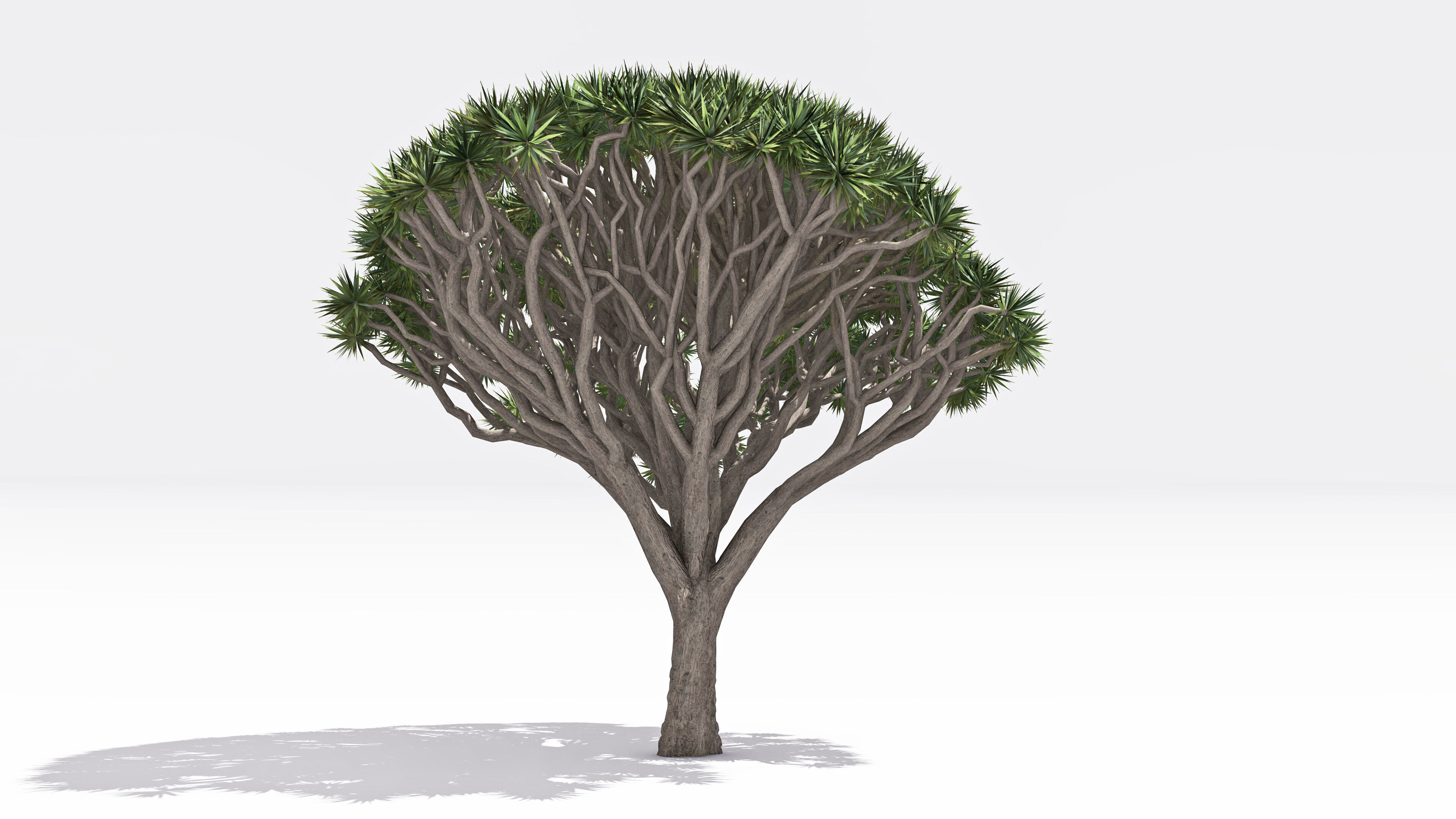 Dracaena Hero- 02 Low-poly 3D model_3