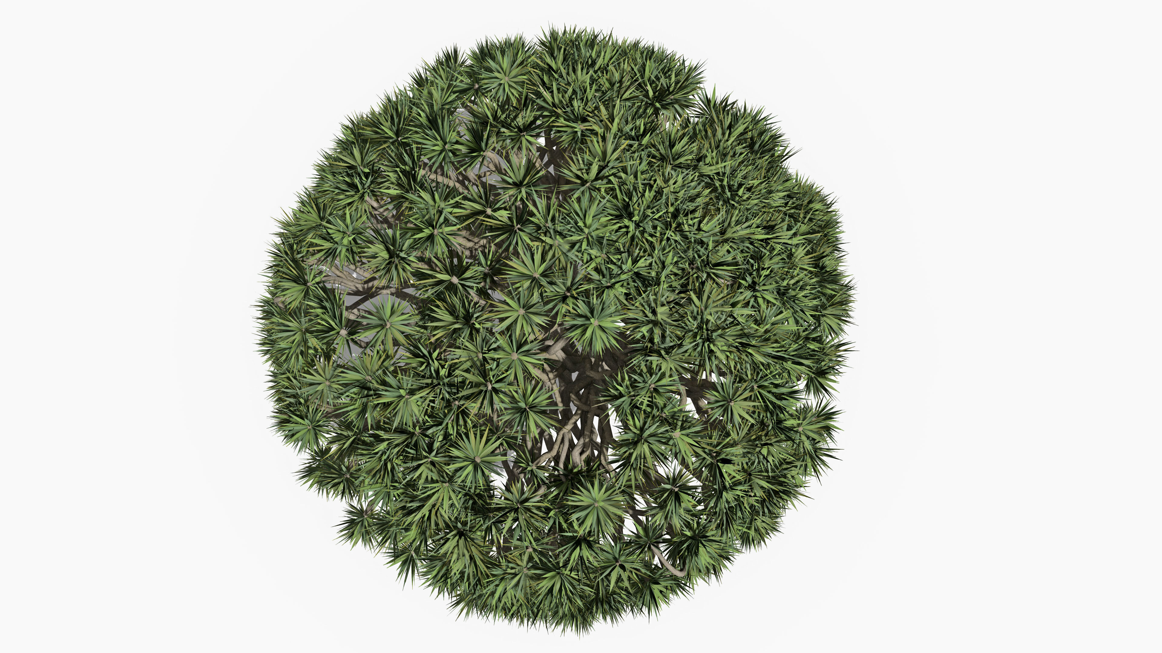 Dracaena Hero- 02 Low-poly 3D model_5