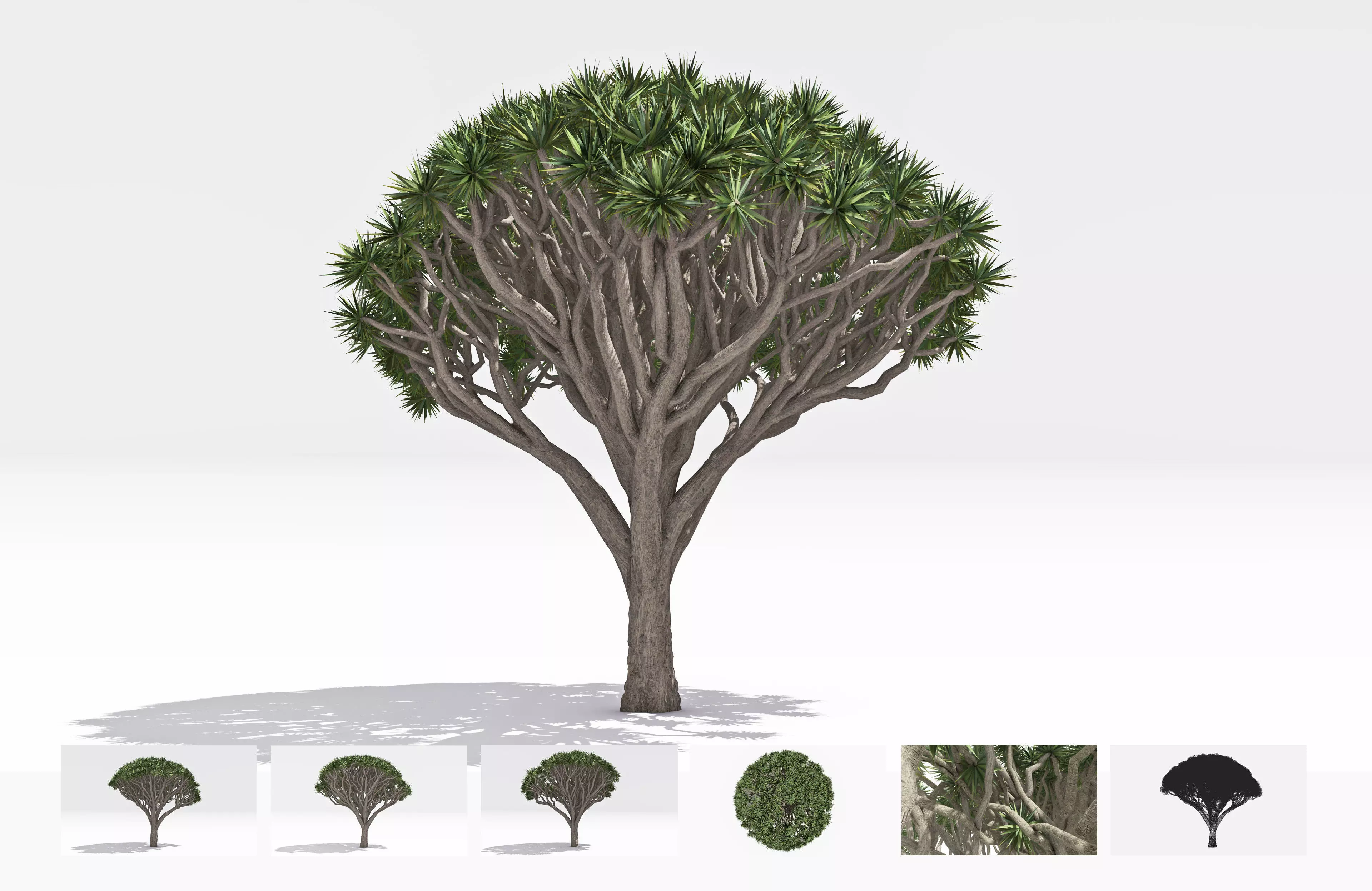 Dracaena Hero- 02 Low-poly 3D model_0