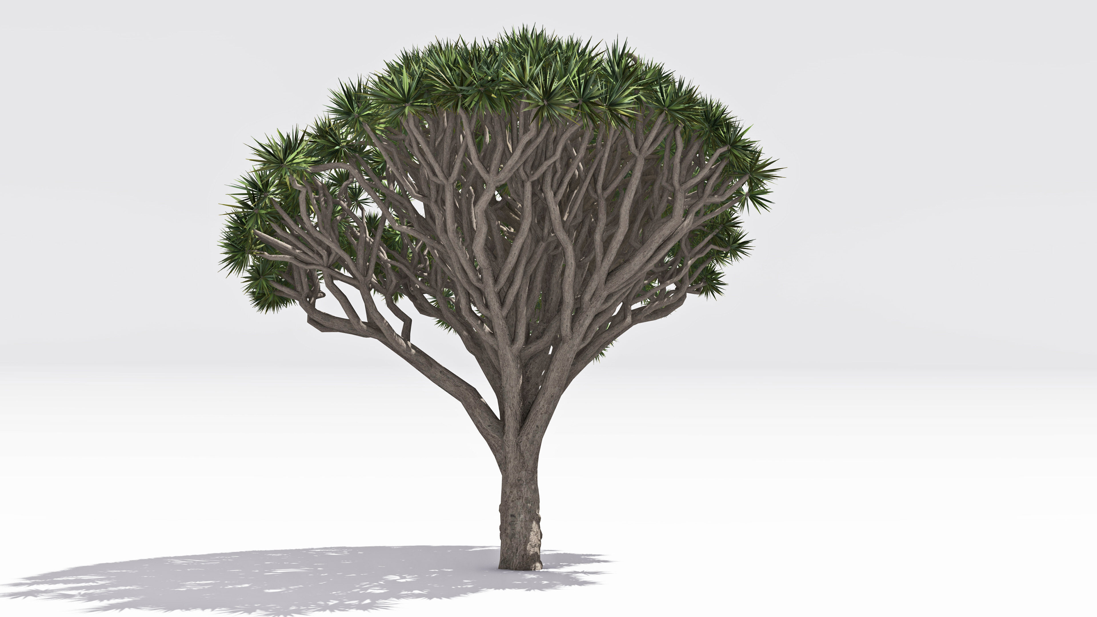 Dracaena Hero- 02 Low-poly 3D model_4