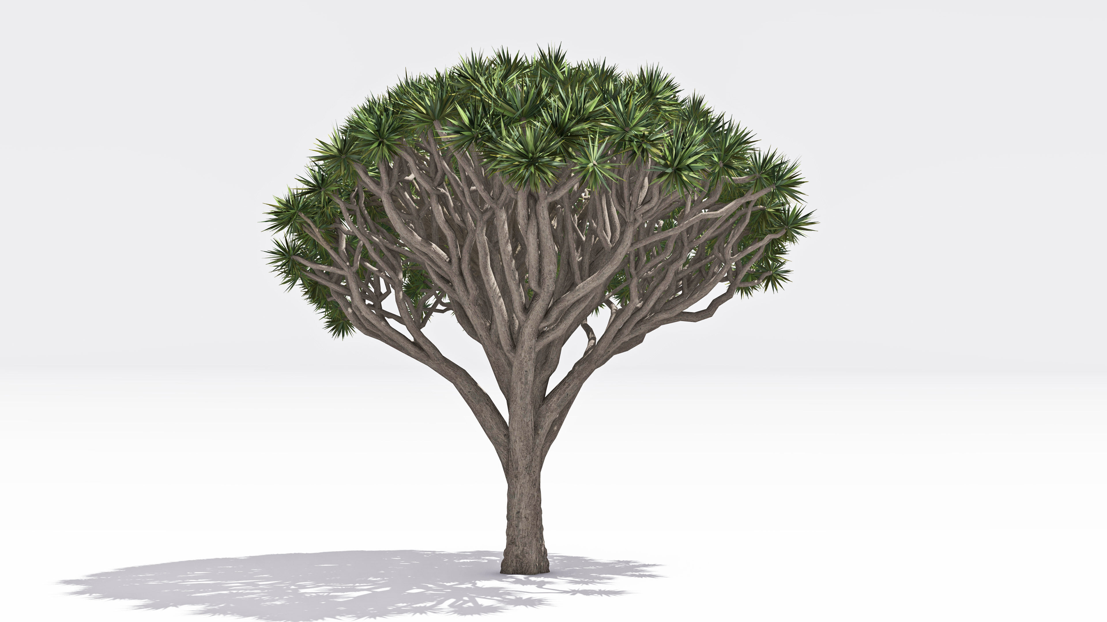 Dracaena Hero- 02 Low-poly 3D model_1