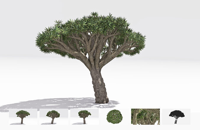 Dracaena Hero- 05 Low-poly 3D model