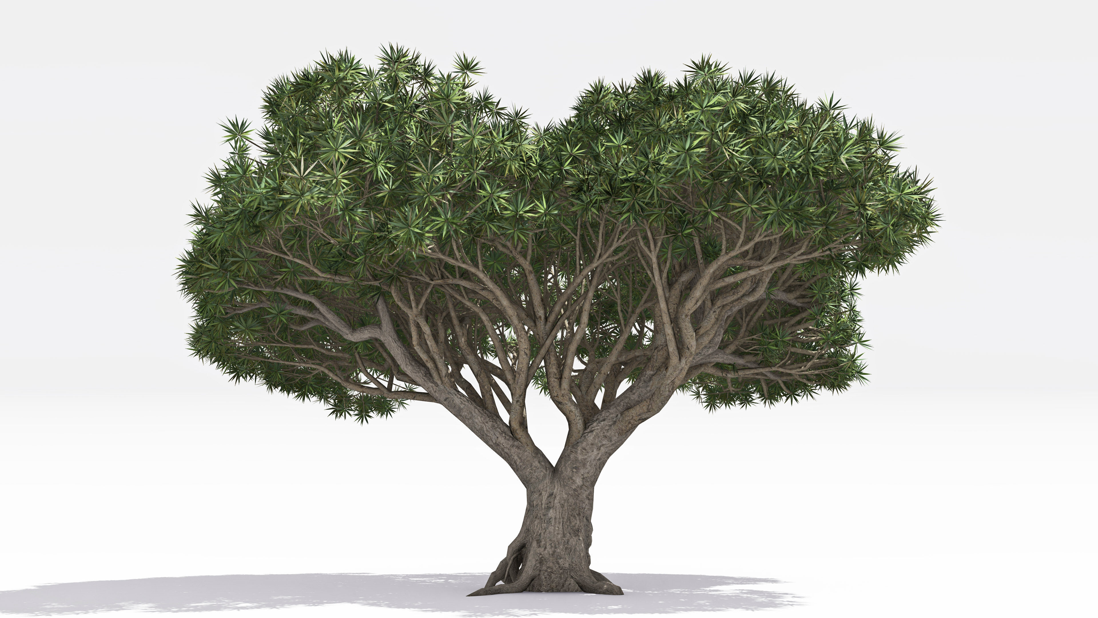 Dracaena Hero- 06 Low-poly 3D model_3