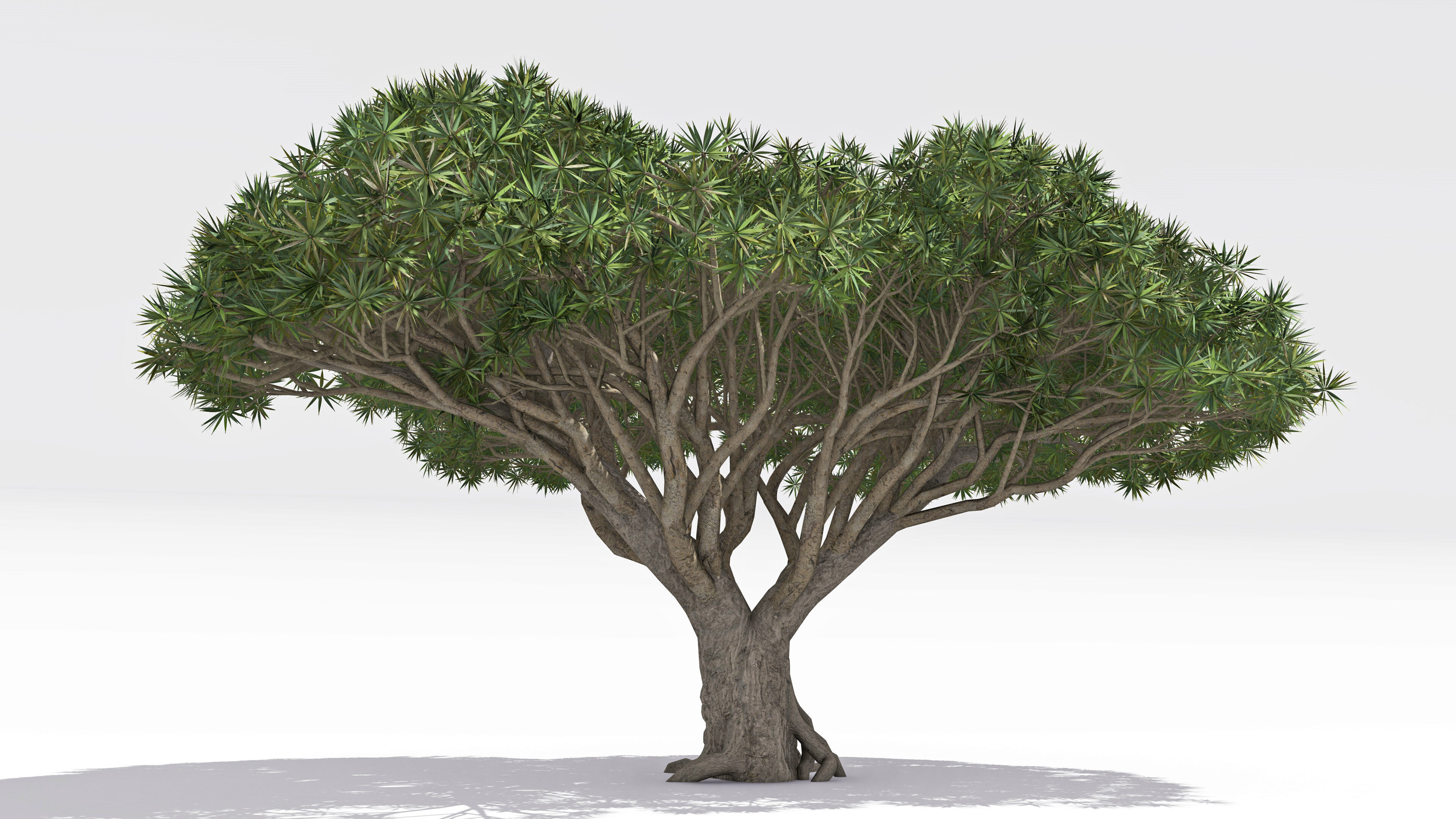 Dracaena Hero- 06 Low-poly 3D model_1
